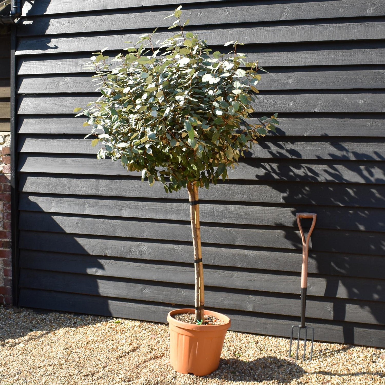Elaeagnus Ebbingei Compacta | Oleaster 'Compacta' - Half Standard - Clear Stem 80-90cm - Height 170-180cm -30lt
