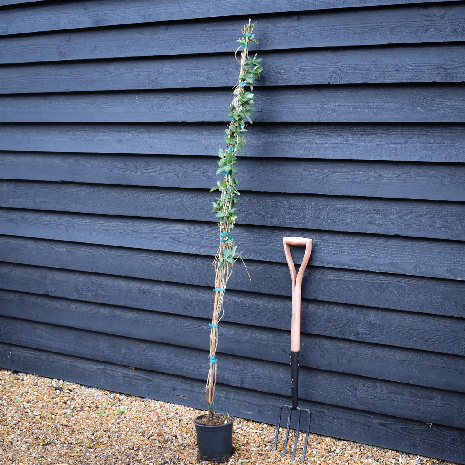 Lonicera x heckrottii 'Gold Flame' | Gold Flame Honeysuckle - 160-170cm - 3lt