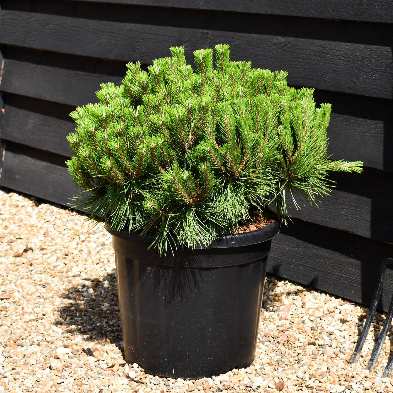 Pinus densiflora 'Low Glow' - Height 30-40cm - Width 50-60cm - 20lt