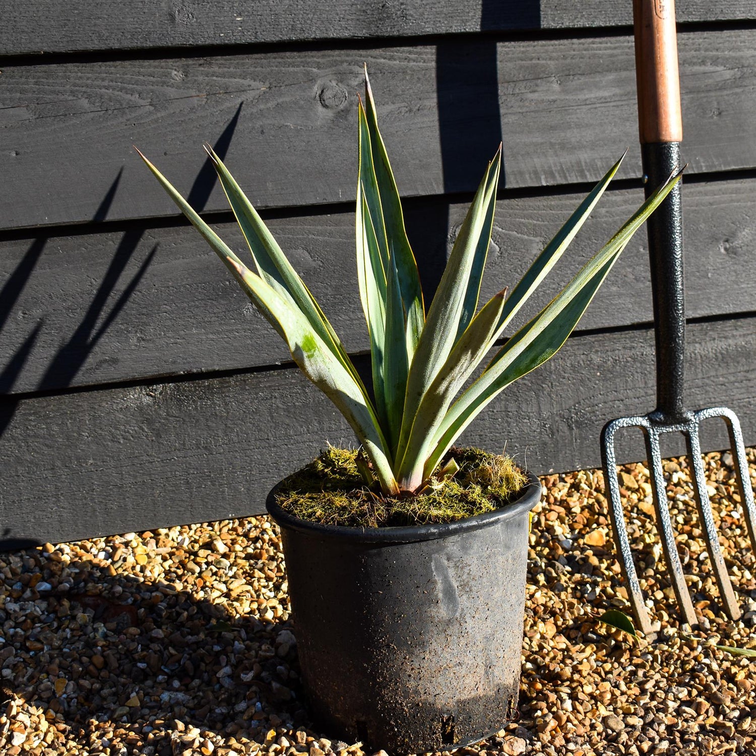 Yucca pallida| Pale Yucca - Height 40-50cm - 5lt