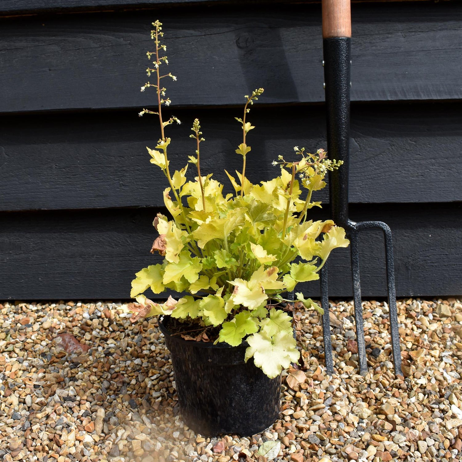 Heuchera 'Lime Marmalade' - Height 20-30cm - 2lt