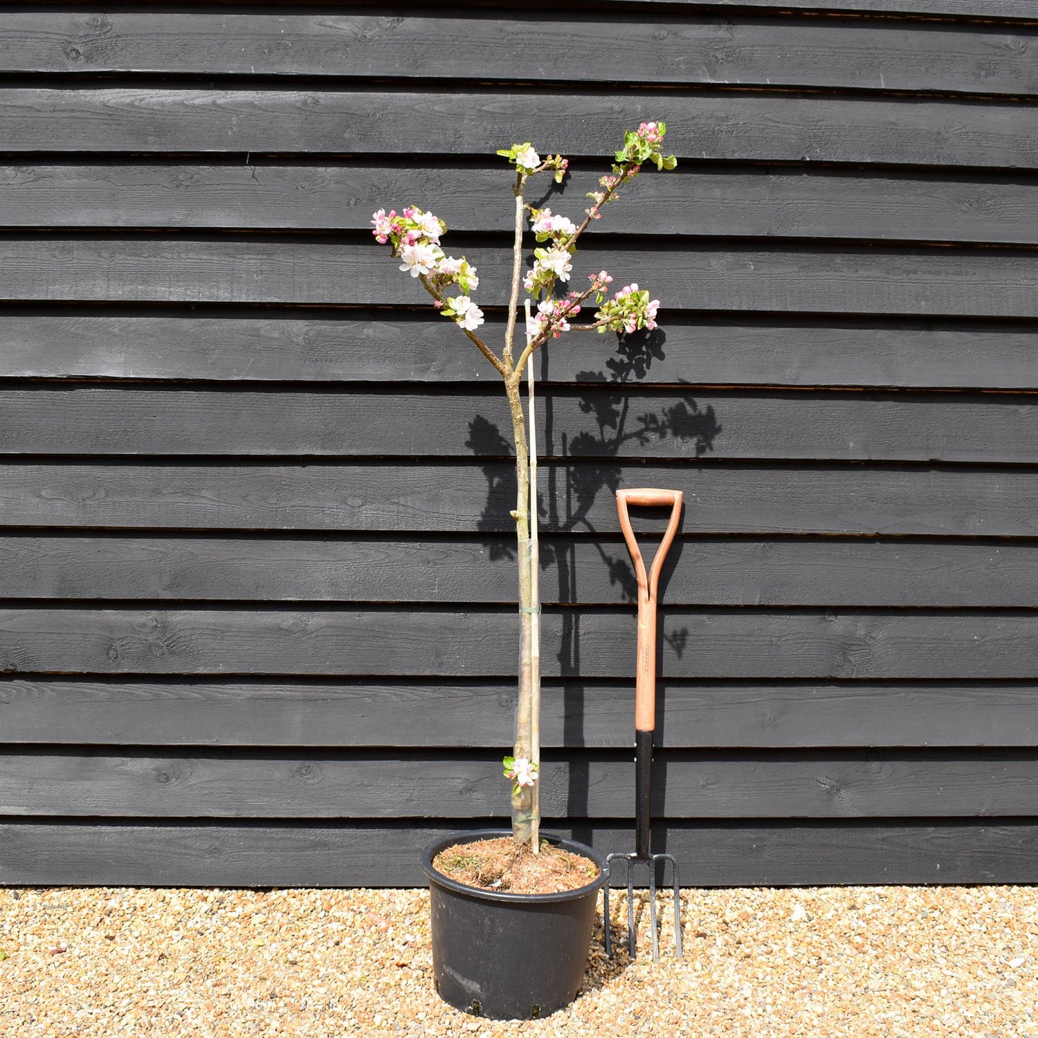 Apple tree 'Red Devil' | Malus domestica - MM106 - Semi-Dwarfing - 150-160cm - 20lt