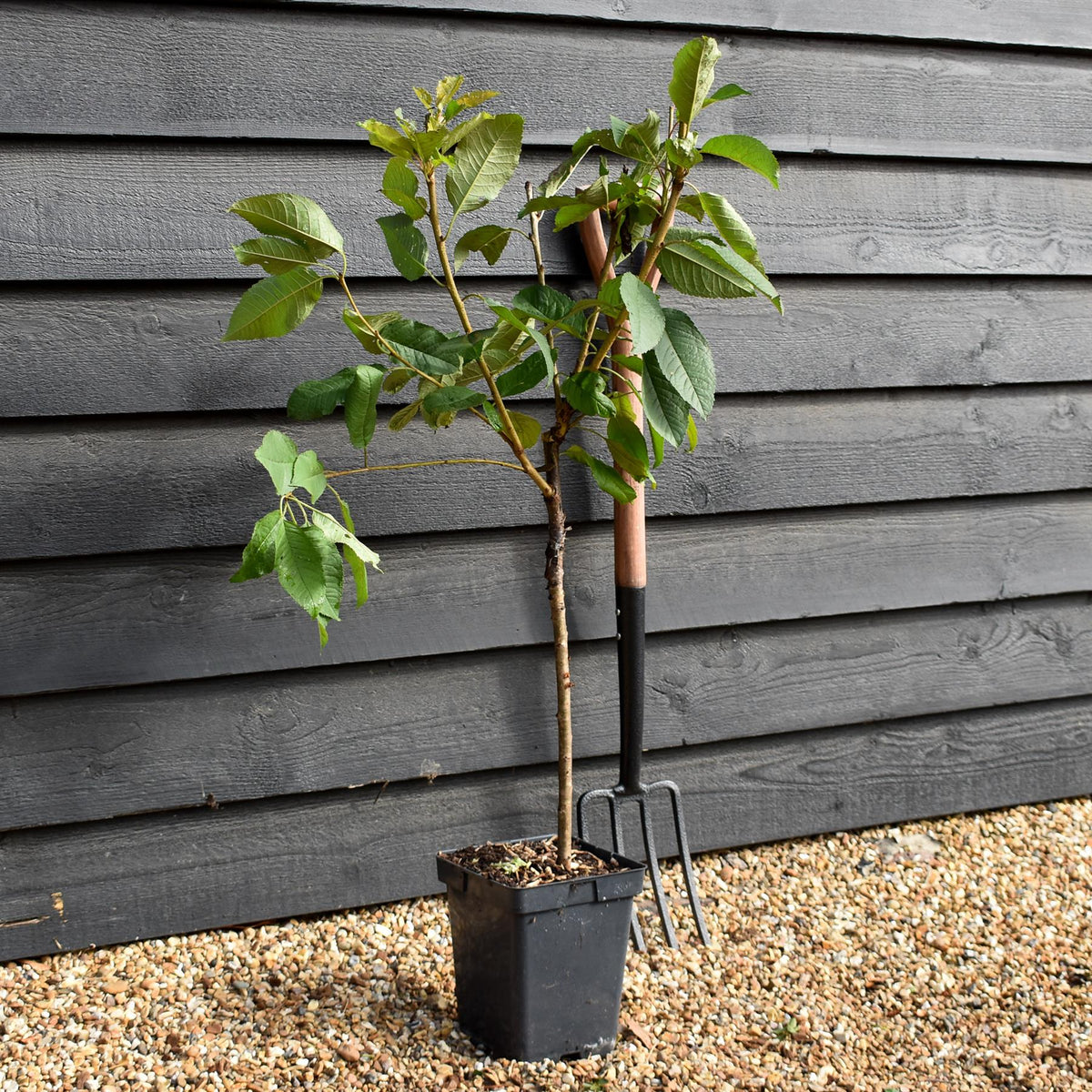 Prunus avium 'Kordia' | Sweet Cherry 'Kordia'  - Patio Rootstock - Height 80-100cm, 7lt