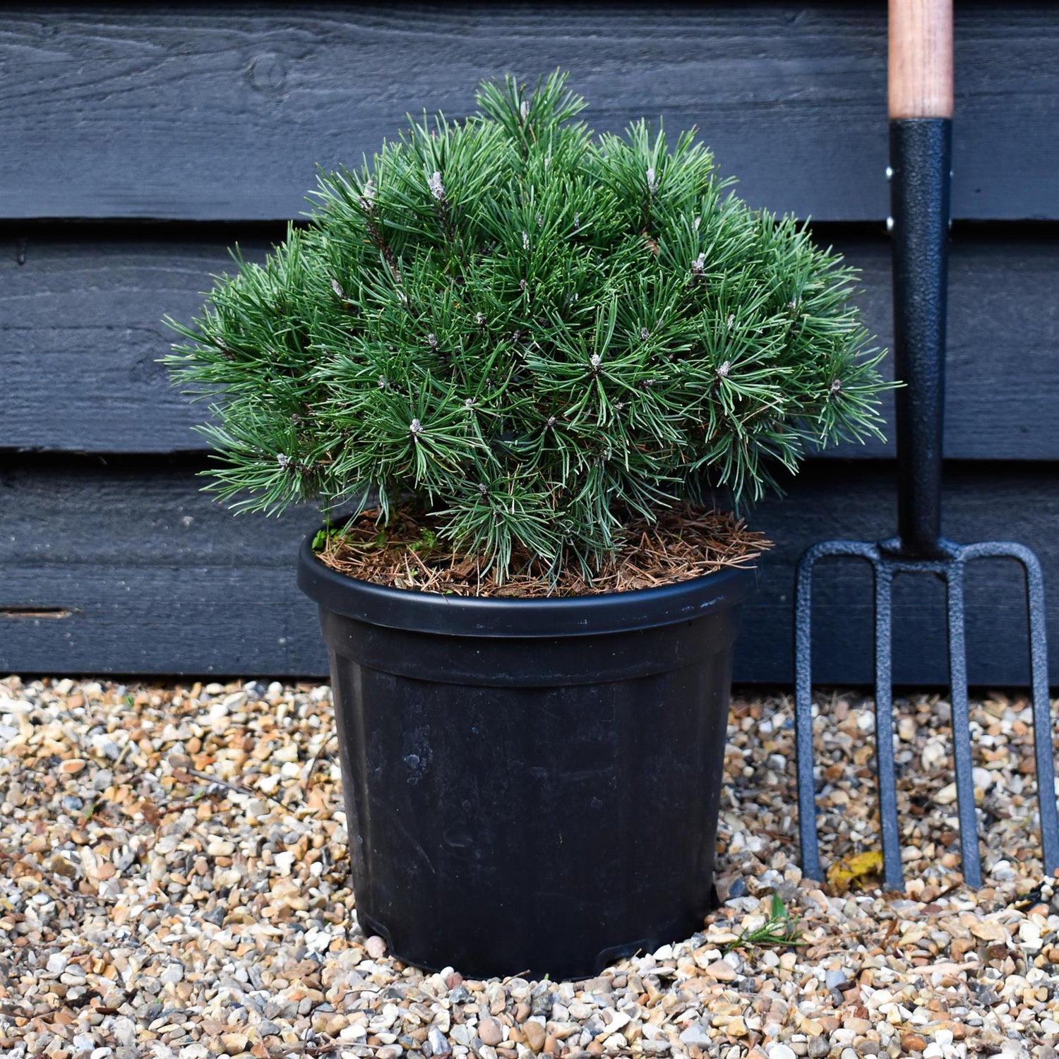 Pinus Mugo 'Mops' - Height 20-25cm - Width 30-35cm - 8lt