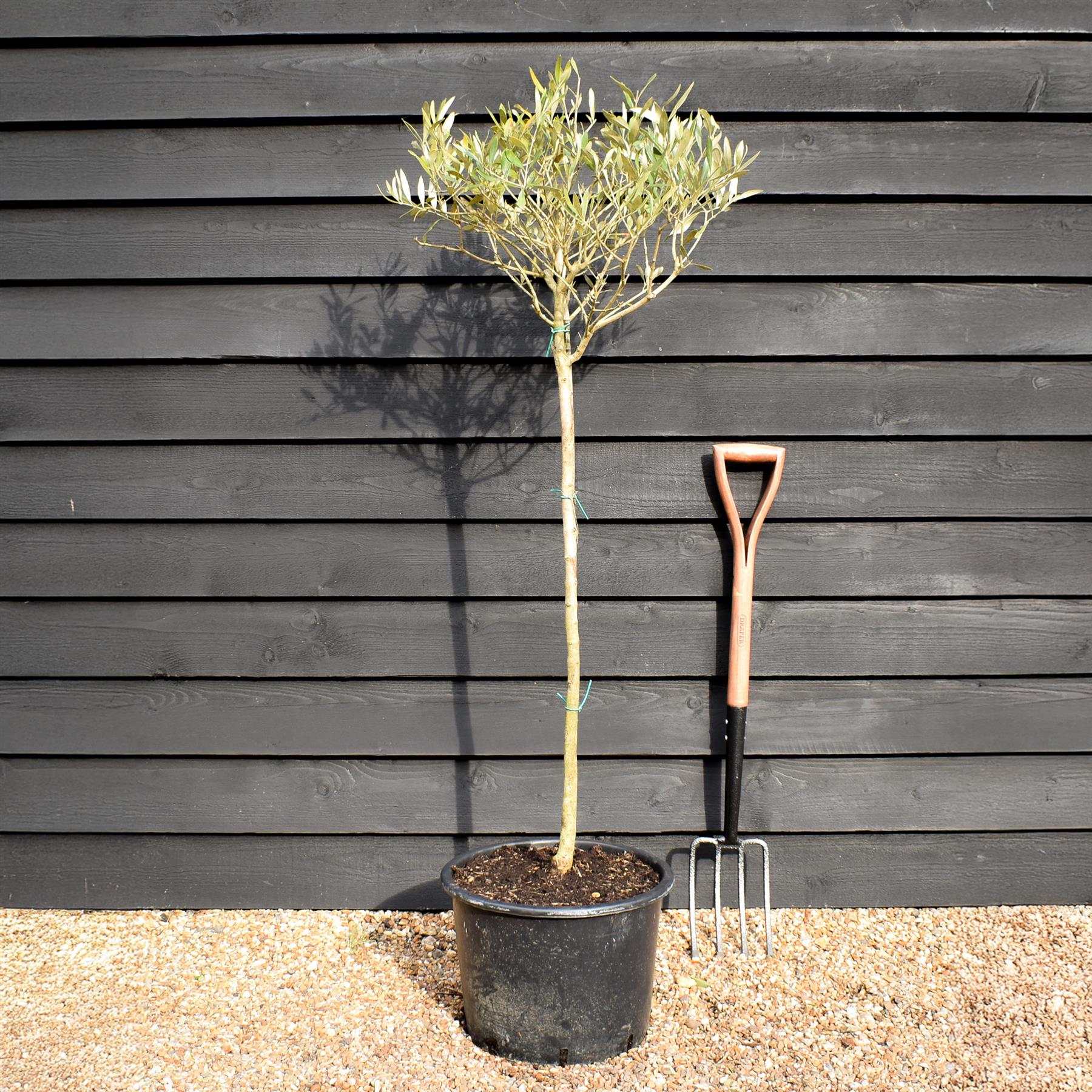 Olive Tree | Olea Europea - Clear Stem - Half Standard - Height 120-13 ...