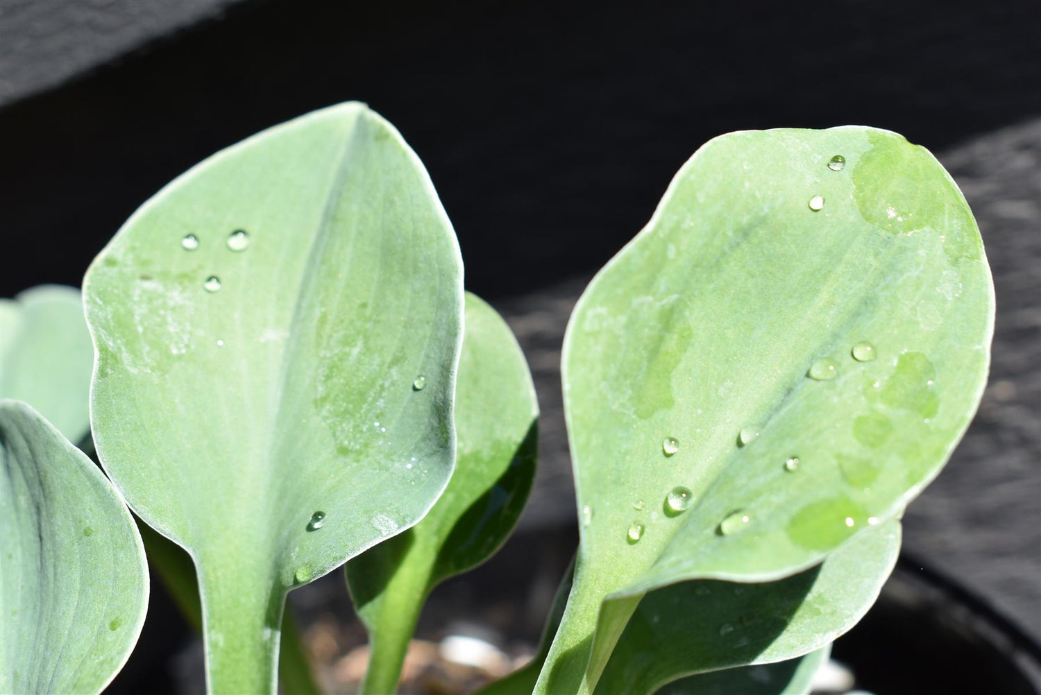 Plantain Lily | Hosta Sun Mouse - 10-15cm - 3lt