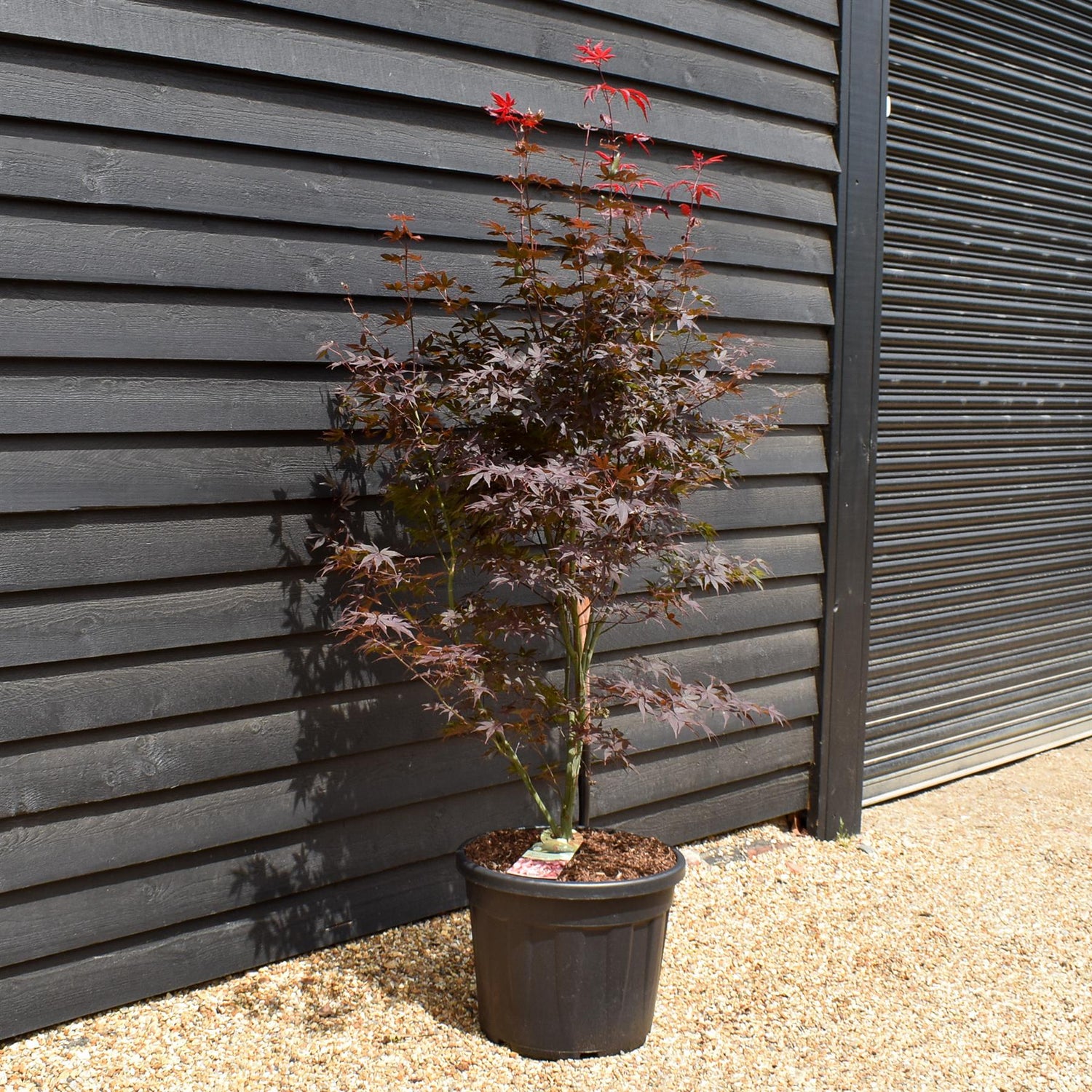 Japanese Maple | Acer palmatum 'Bloodgood' - Bushy - Height 160-180cm - 55lt
