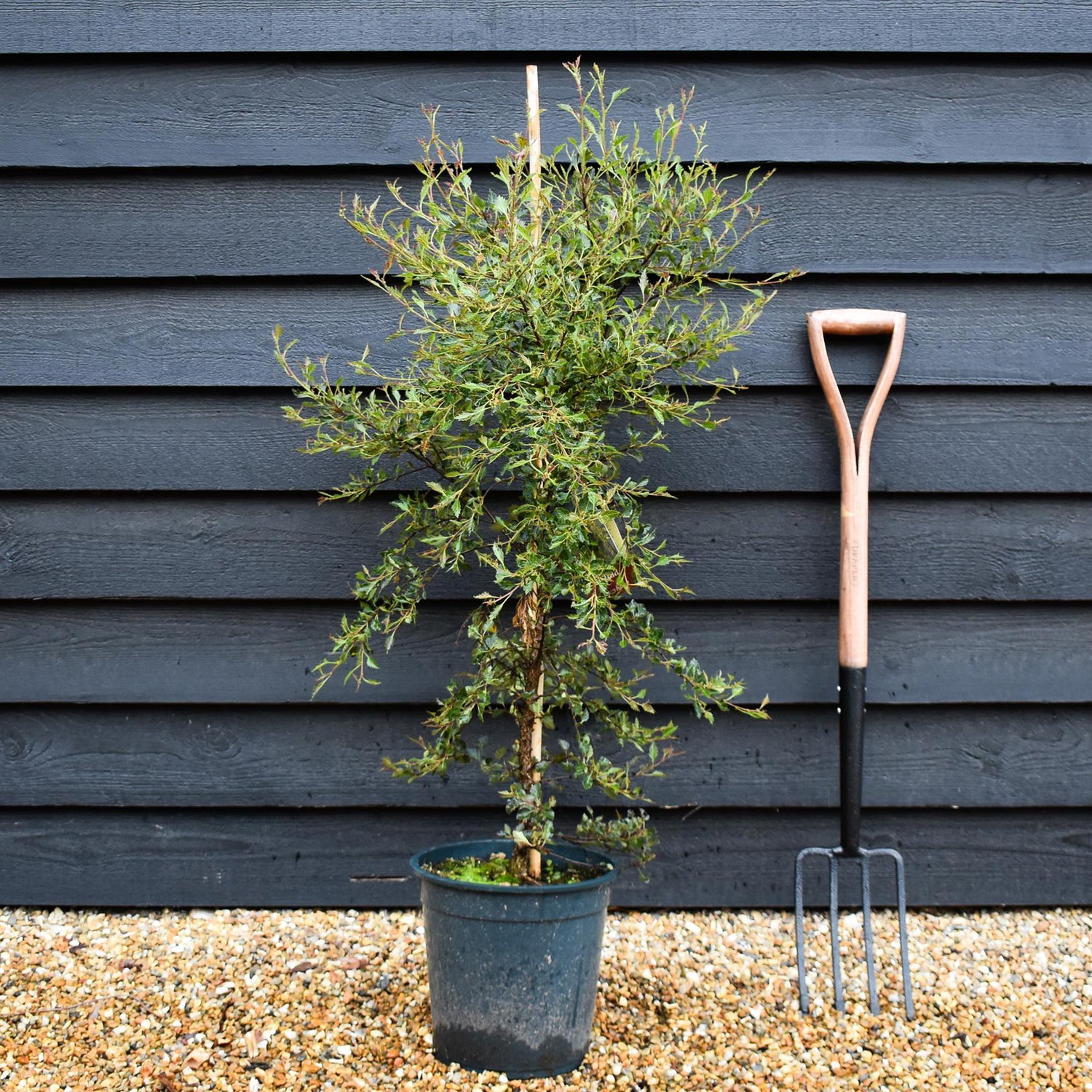 Betula Pendula 'Fuzzy Feathers' - Height 90-120cm - 10lt
