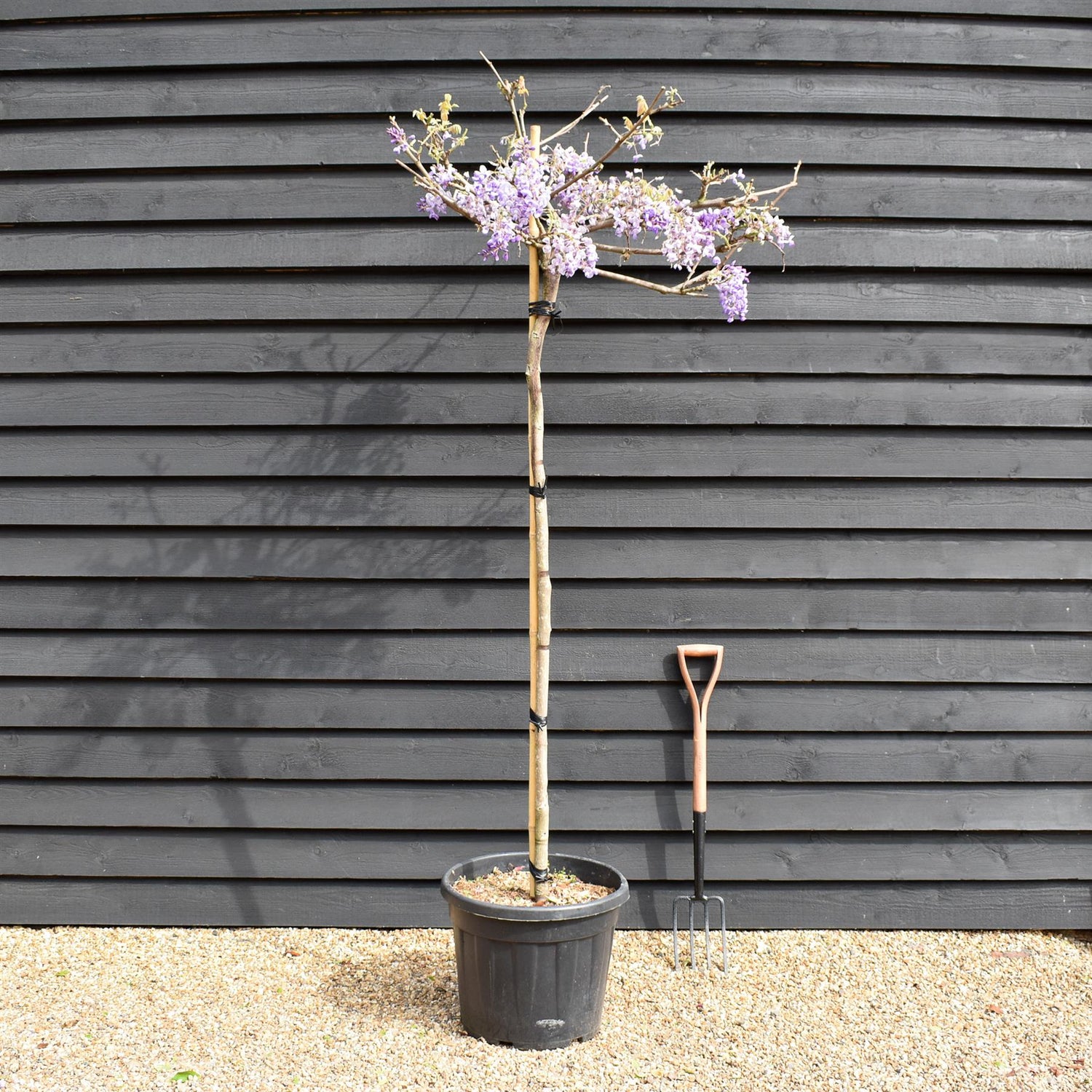 Wisteria brachybotrys 'Iko yama fuji'' - Clear stem 140cm - Girth 10-12cm - Height 200-220cm - 55lt