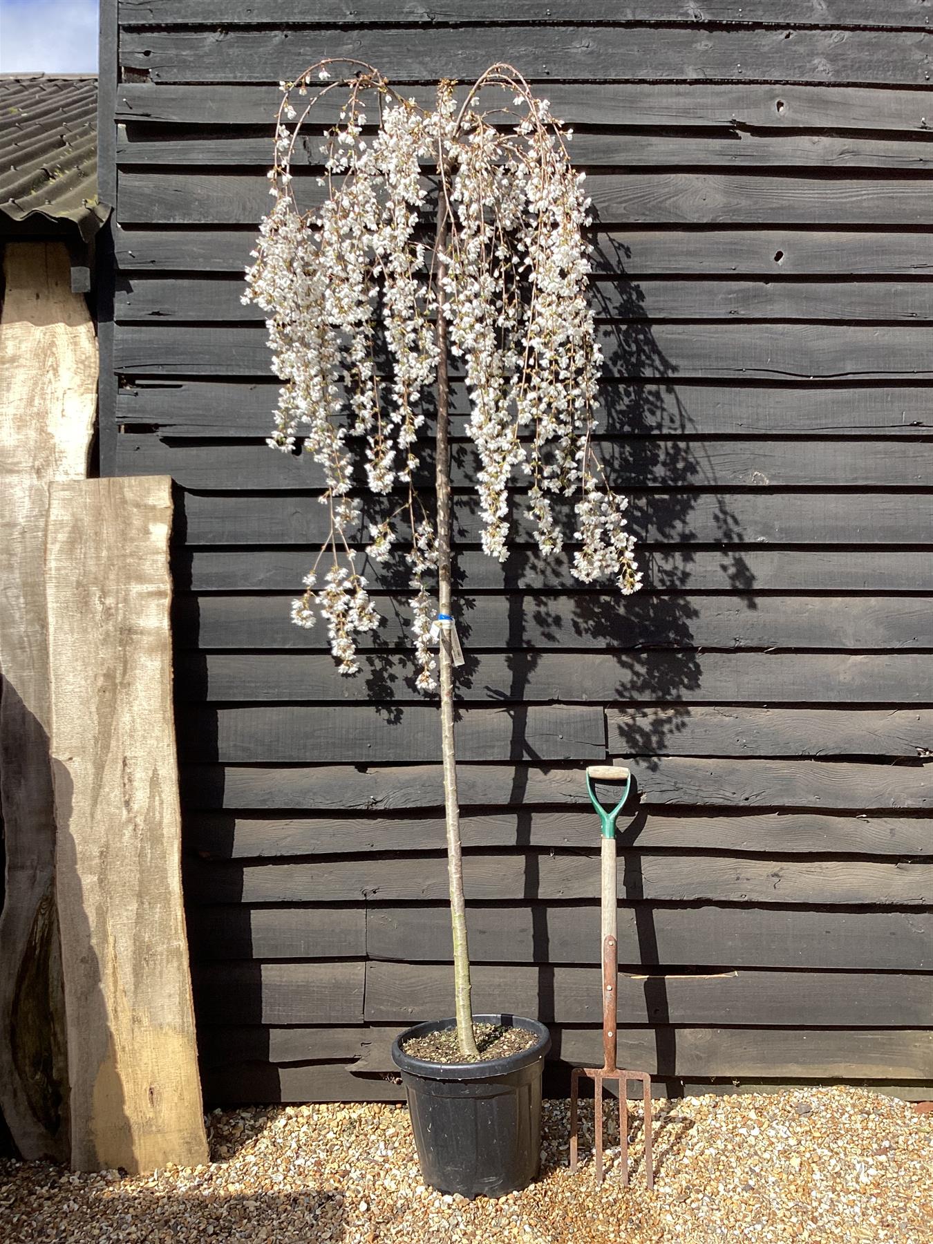 Prunus subhirtella Pendula Standard | Single Pink Weeping Cherry - Girth 8-10cm - 30lt