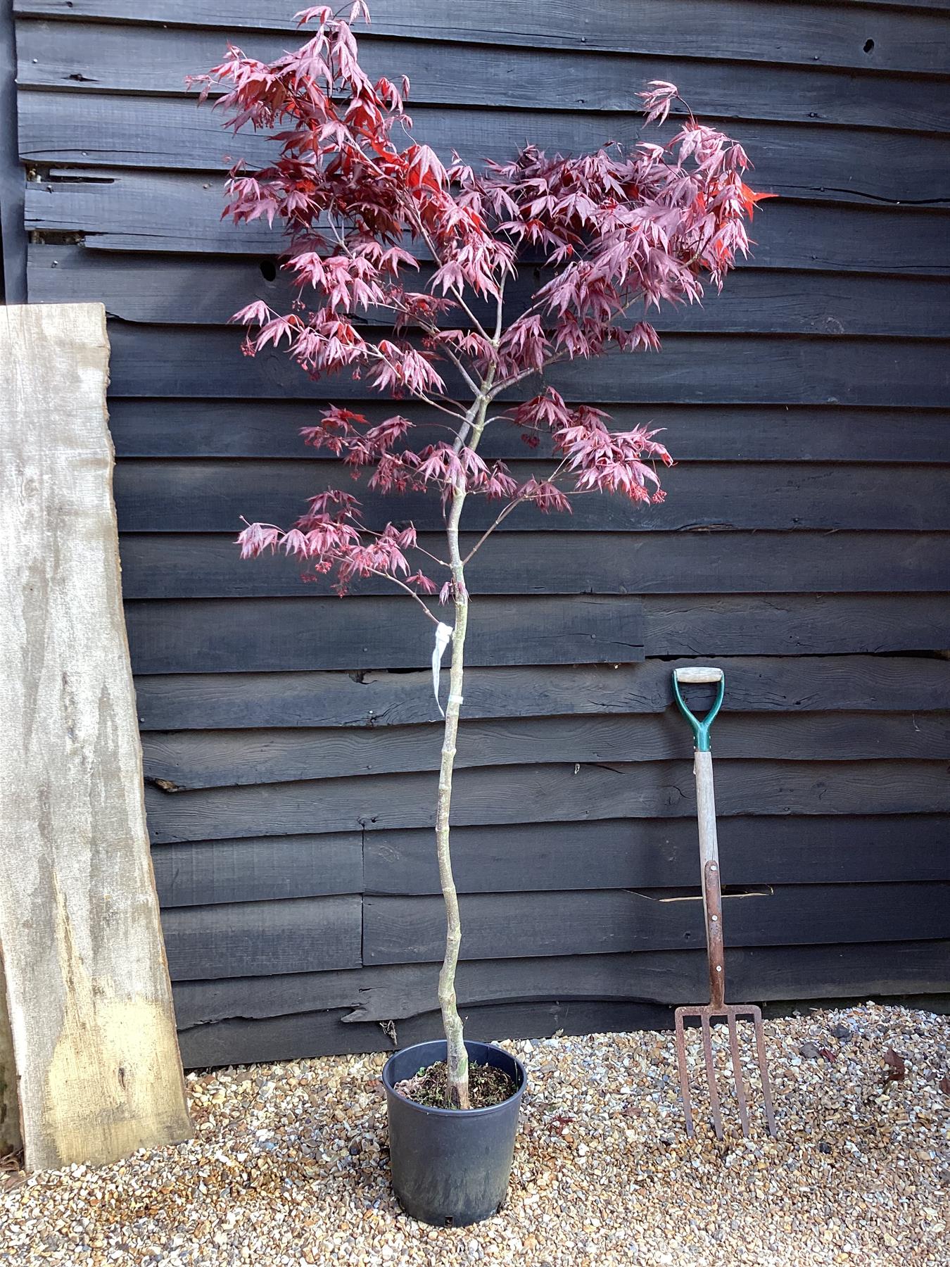 Acer palmatum Okagami 1/2 std | Japanese maple 'O-kagami', Clear Stem - 120-150cm, 10lt