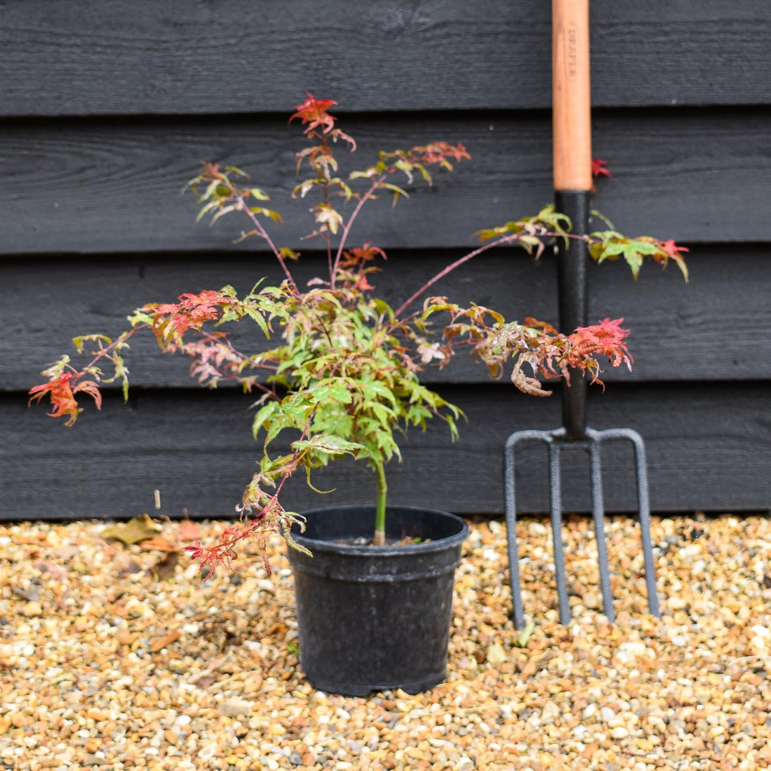 Acer palmatum Beni-maiko | Beni Maiko Japanese Maple - Height 30-50cm - 3lt
