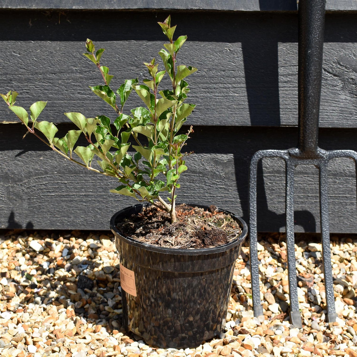 Syringa meyeri 'Palibin' - Shrub - Height 15-25cm - 3lt
