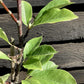 Magnolia x soulangeana | Saucer Magnolia - 50-60cm - 5lt