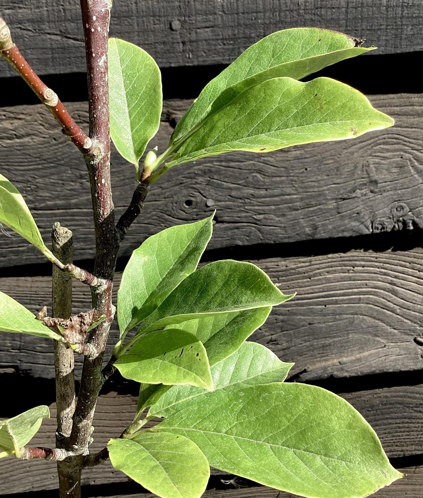 Magnolia x soulangeana | Saucer Magnolia - 50-60cm - 5lt