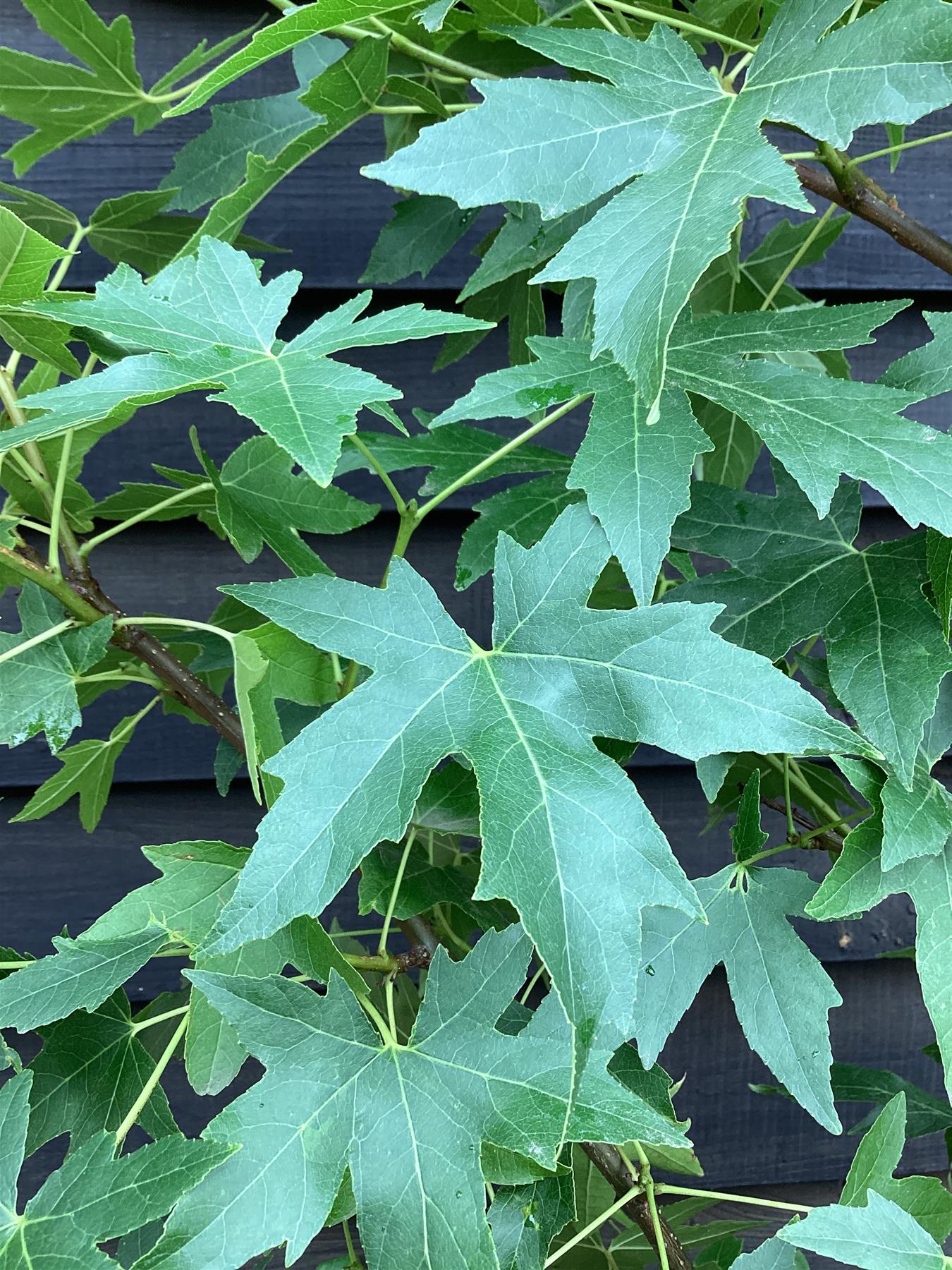 Liquidambar styraciflua 'Worplesdon | Sweet Gum Worplesdon - 150-170cm, 20lt' Std