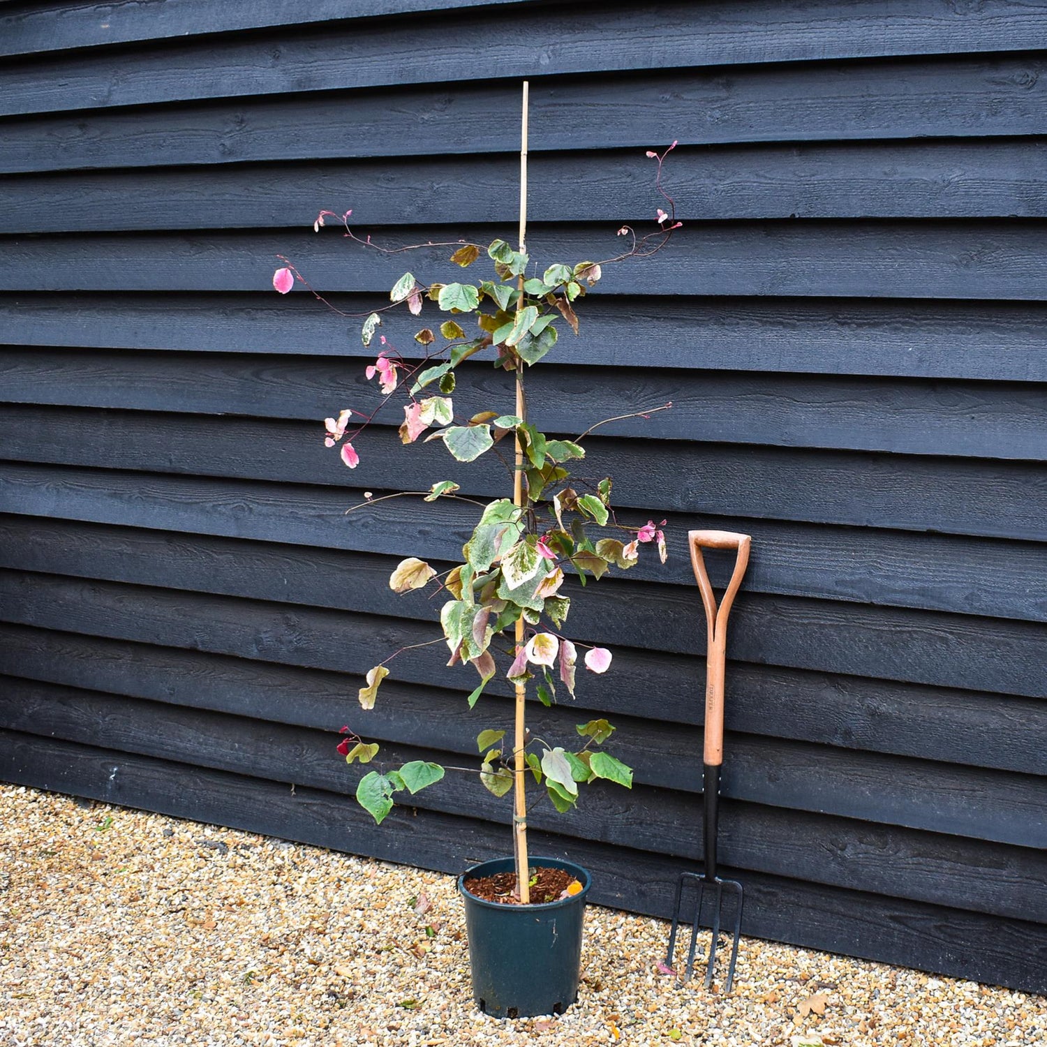 Cercis canadensis 'Carolina Sweetheart' ' |  Judas trees - Height 150-170cm - Bushy - 12lt