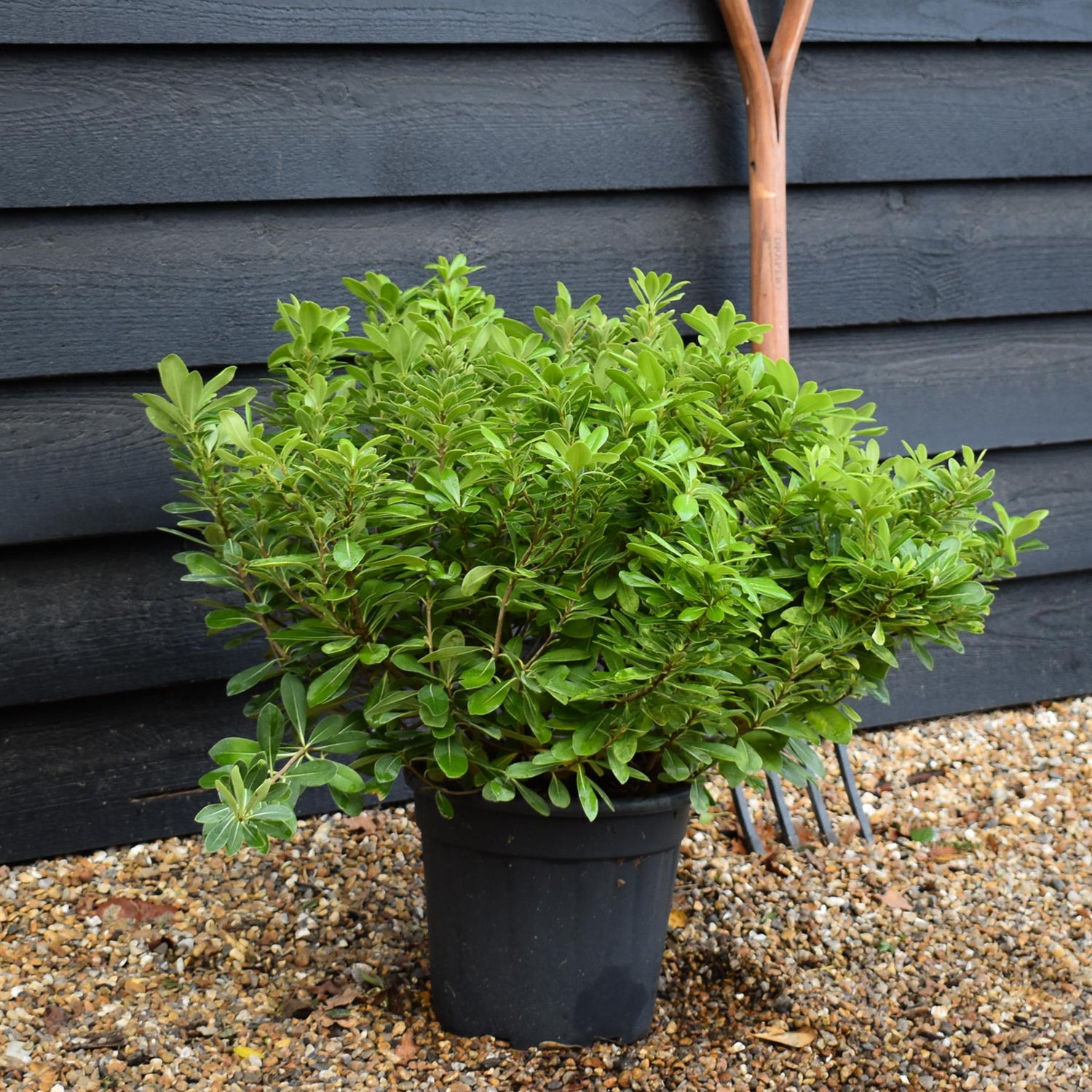 Pittosporum tobira 'Nanum' | Dwarf Japanese Pittosporum - Shrub - Height 40-50cm - 9lt