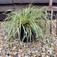 Carex Morrowii 'Evergold' - 50/60cm, 5lt