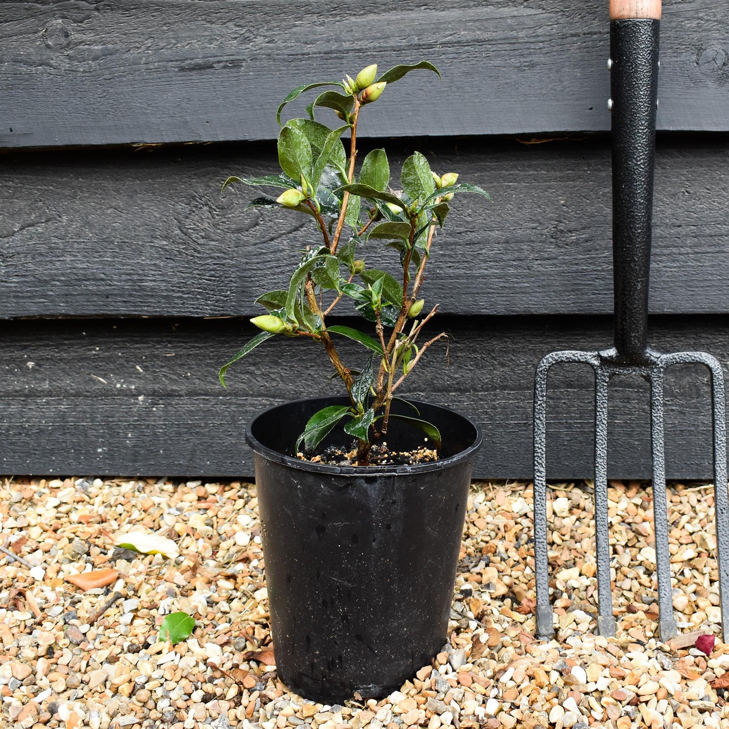 Camellia x williamsii Debbie - Shrub - 3lt