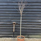 Prunus subhirtella Autumnalis Rosea| Winter-Flowering Cherry 'Autumnalis Rosea' - Half Standard - 180-210cm - 25lt