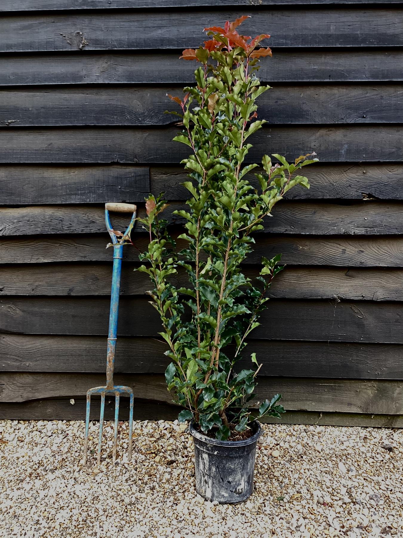 Photinia Magical Volcano | Christmas berry - Bush - Shrub - Hegding - 80-100cm - 8lt
