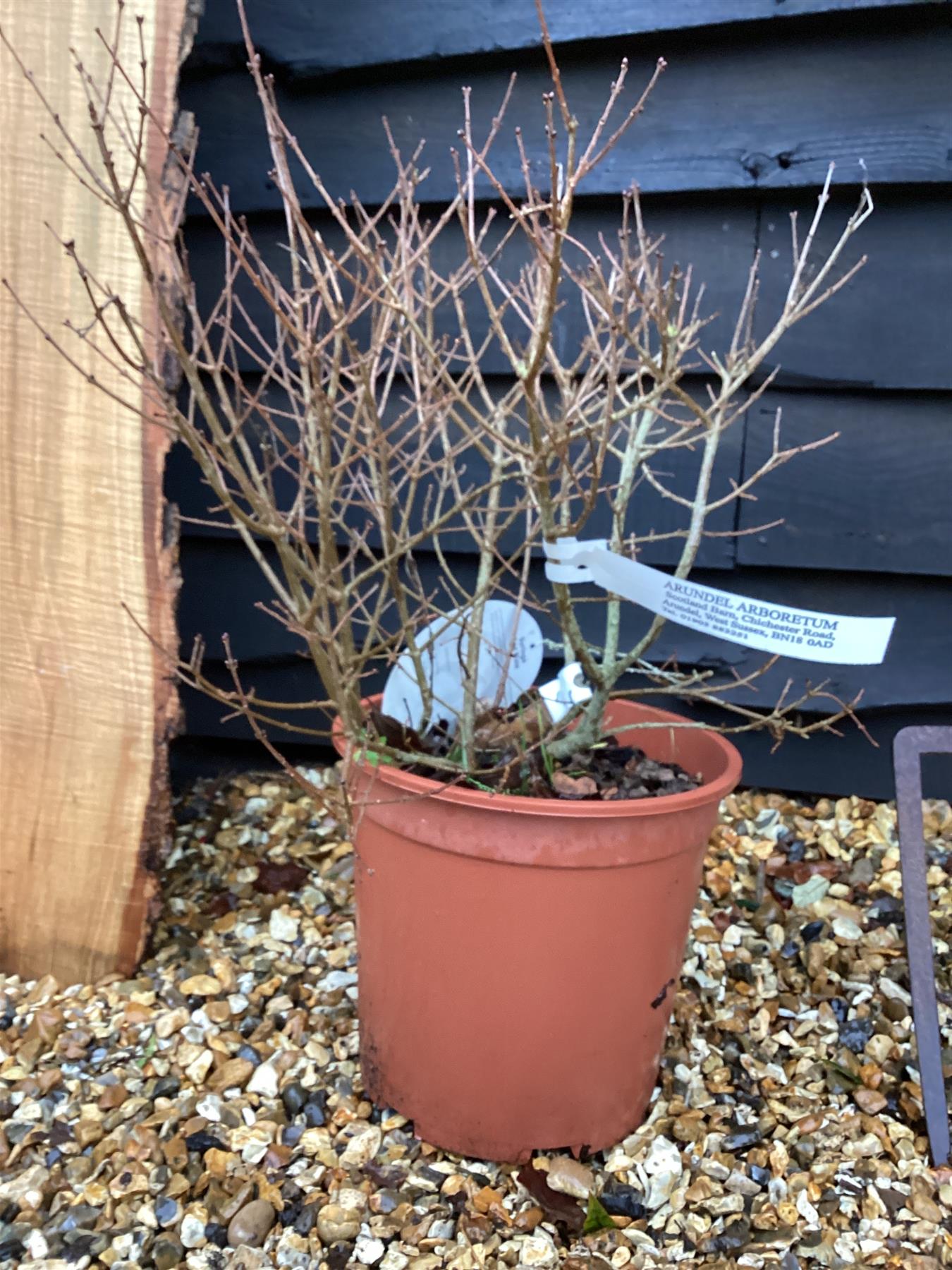 Syringa Red Pixie - 30-40cm, 5lt