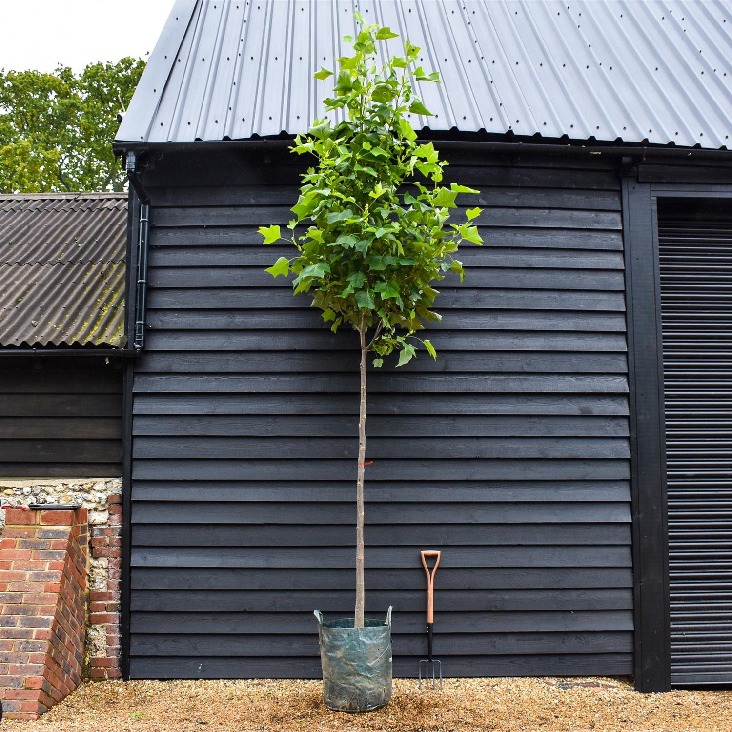 Liriodendron tulipifera | Tulip Tree - Clear Stem - Girth 10-12cm - Height 360-370cm - 70lt