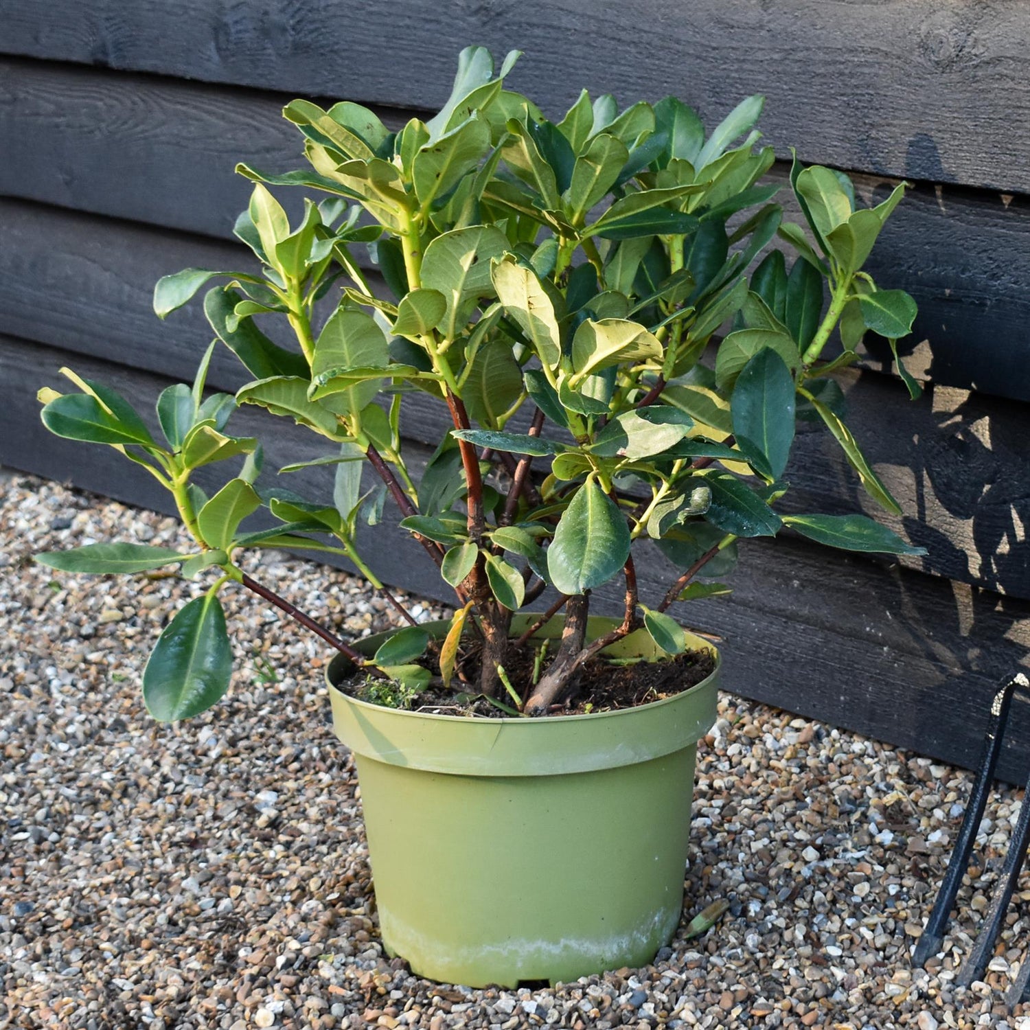 Rhododendron Yellow Flower - Shrub - Height 50-60cm - 20lt