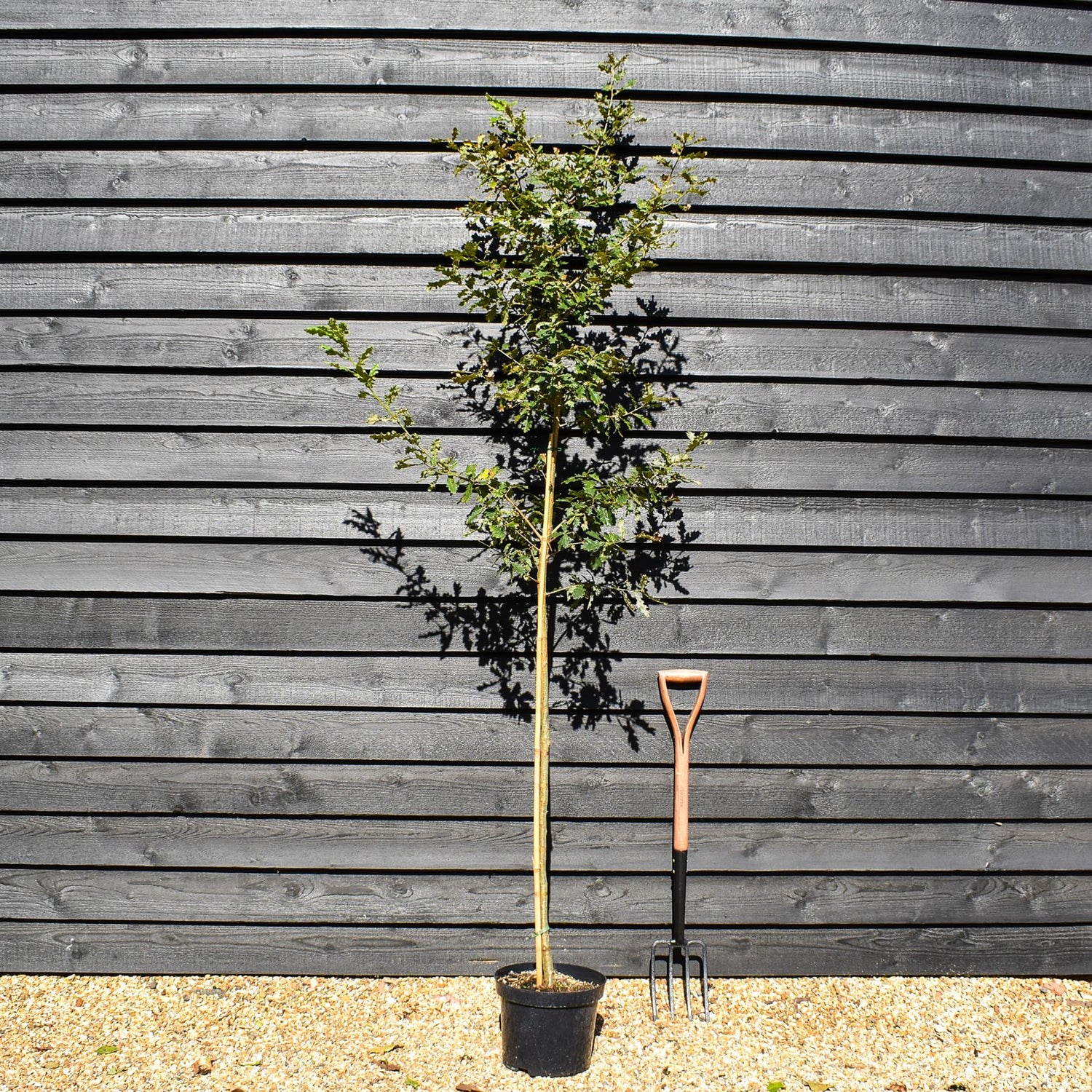 Downy Oak | Italiak Oak | Quercus pubescens - Height 180-200cm - Girth 6-8cm - Pot Grown - 10lt