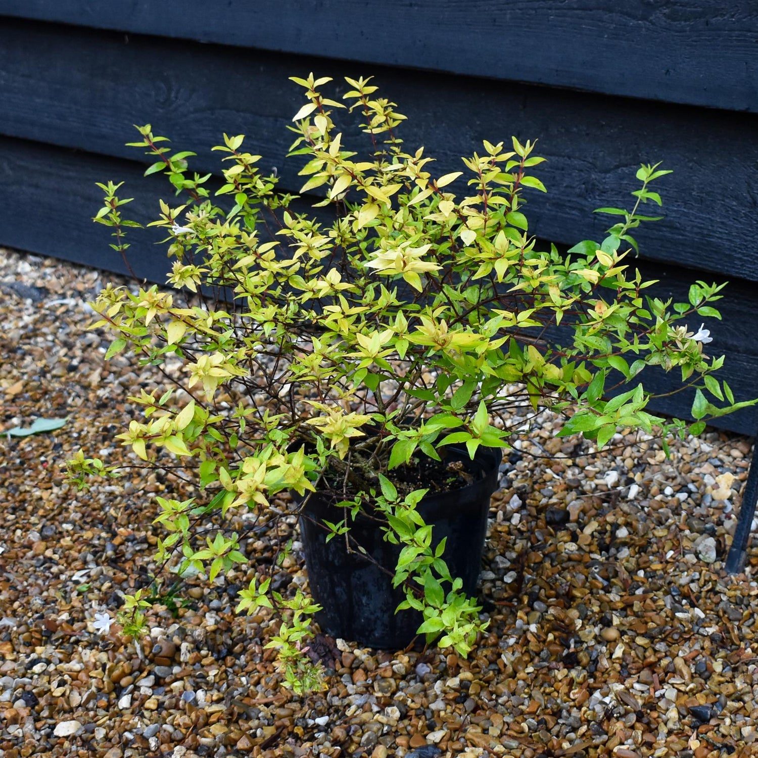 Abelia Gold Jewel - 15-20cm, 3lt