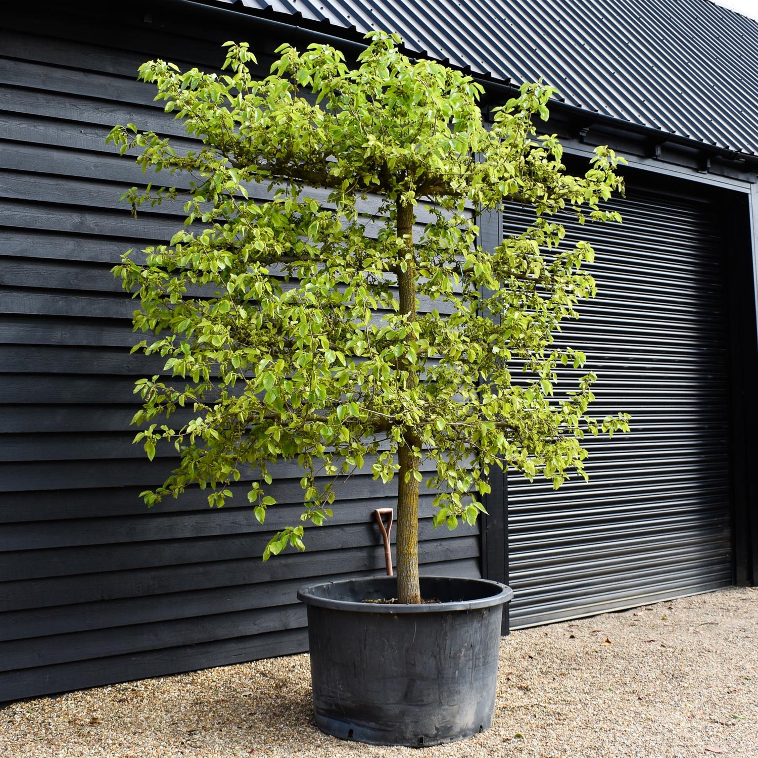 Morus Nigra - Black Mulberry Tree - Espalier - 4 Branched - Height 280-290cm - Width 280-300cm - 450lt