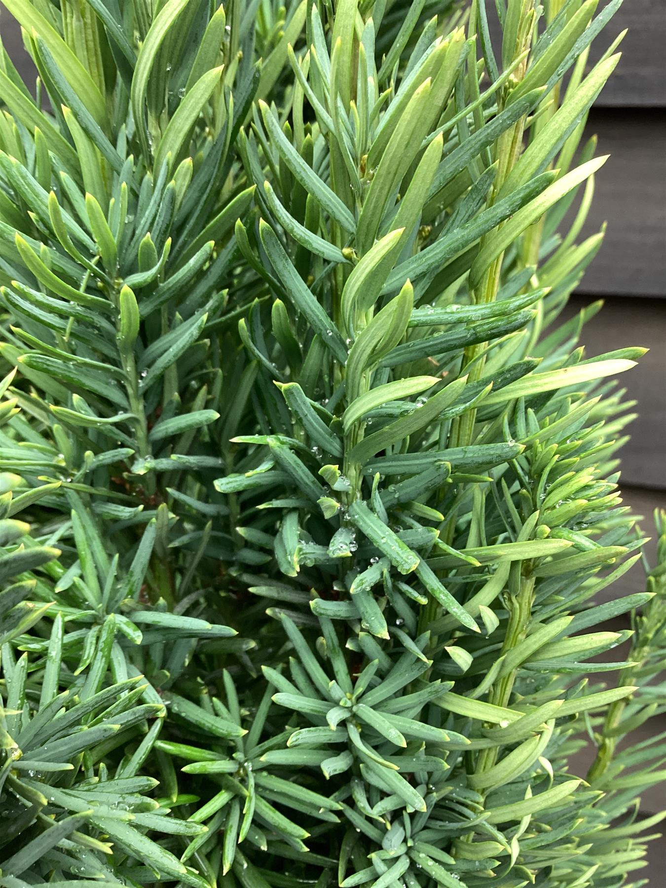 Taxus baccata 'Fastigiata Robusta' - 100-125cm, 30lt