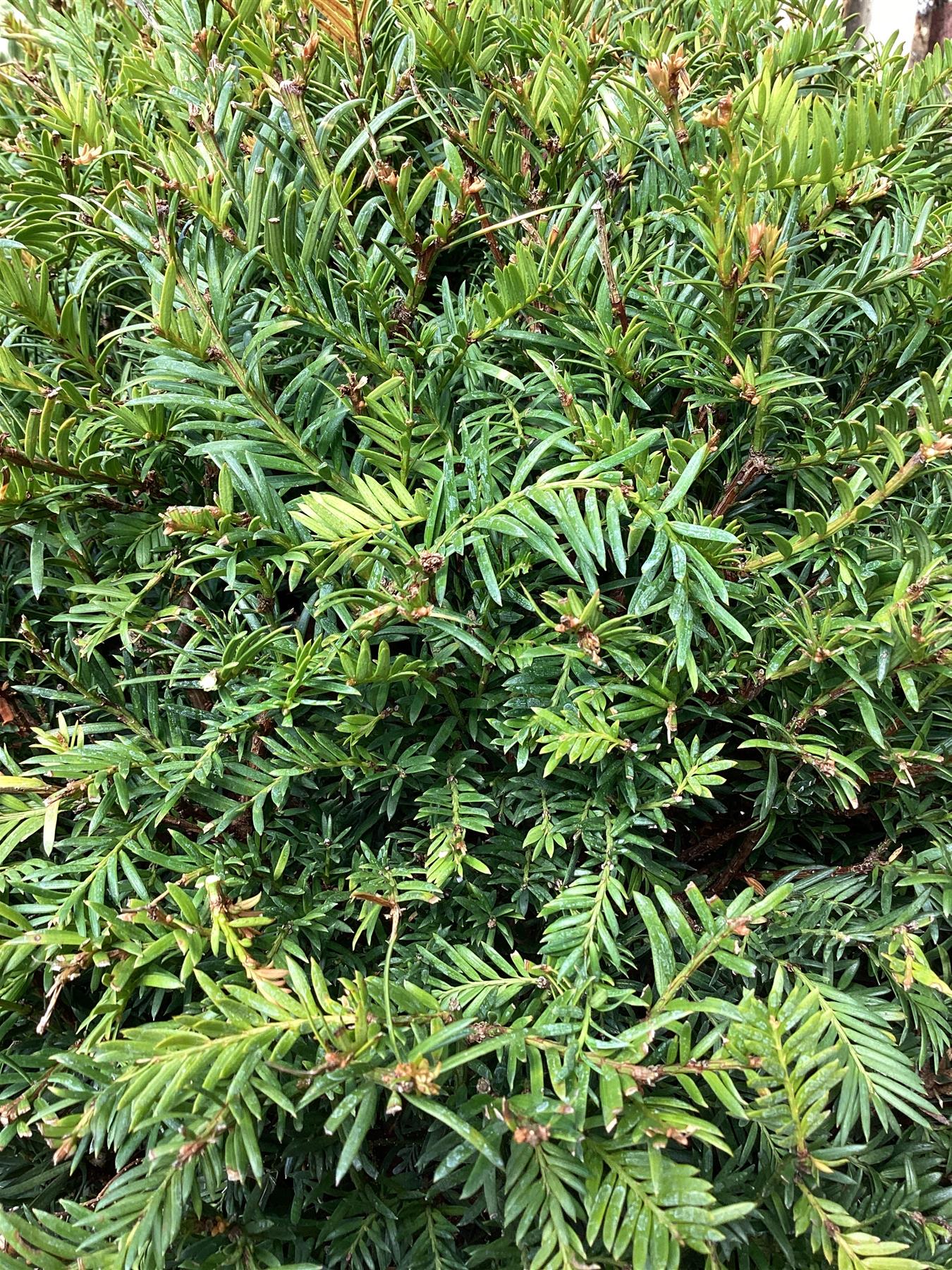 Taxus baccata (balls) - 120-140cm, 30lt