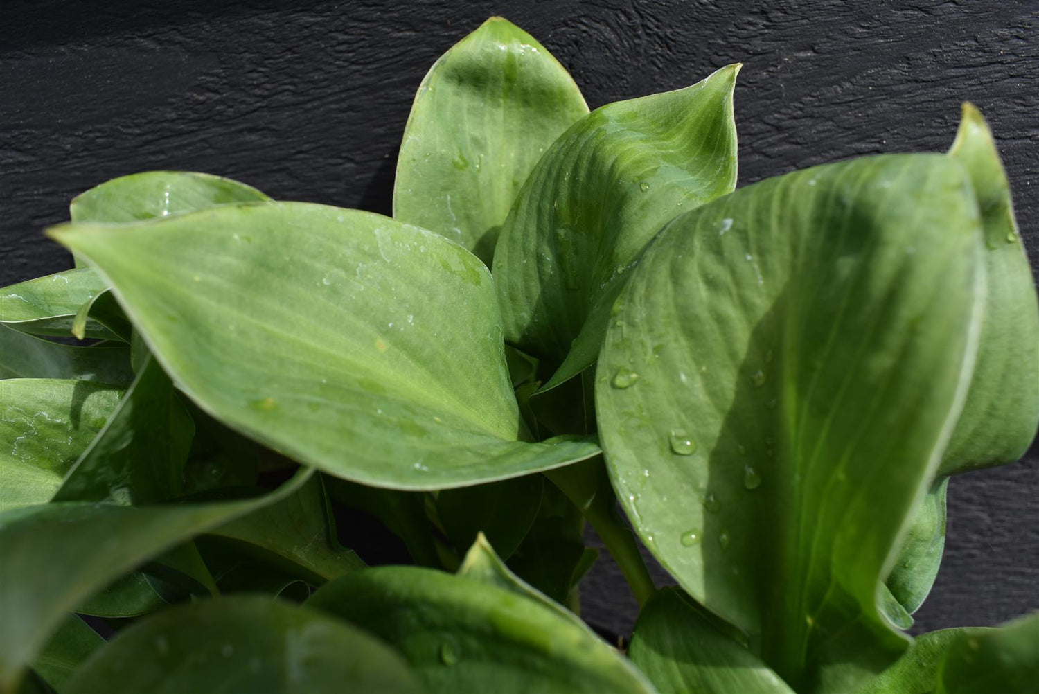 Hosta Blue Angel | Plantain Lily 'Blue Angel' - 40-60cm, 2lt