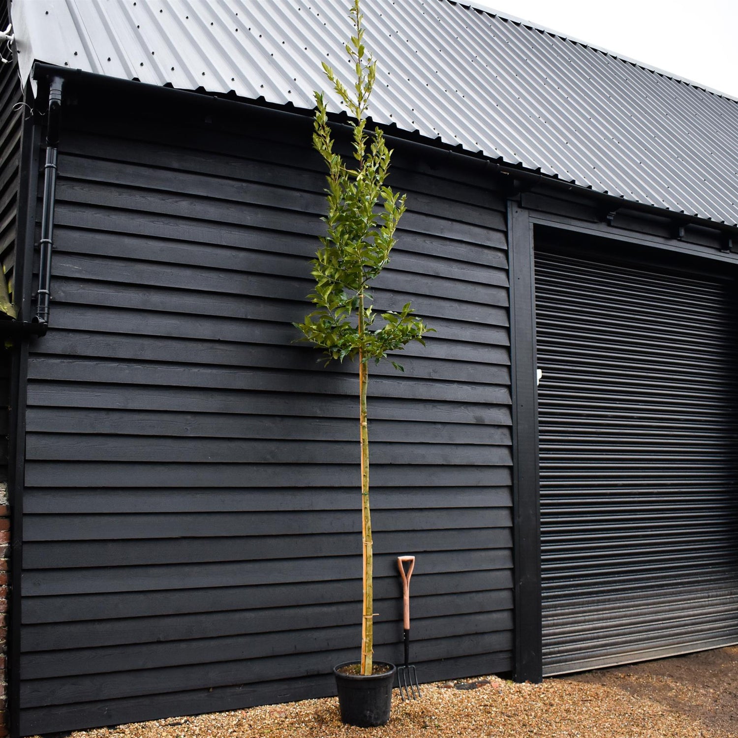Ilex Castaneifolia - Chestnut-leaved Holly - Clear Stem 200cm - Girth 8-10cm - Height 420-430cm - 30lt