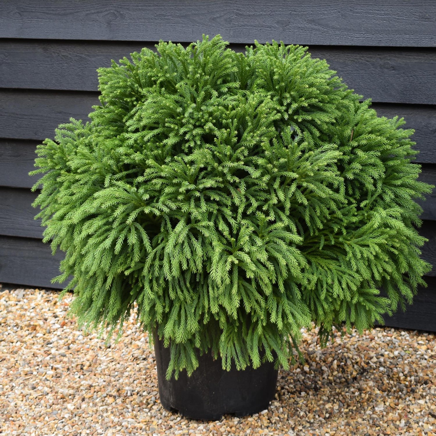Cryptomeria japonica | Japanese Cedar - Bushy - Height 60 cm - 25lt