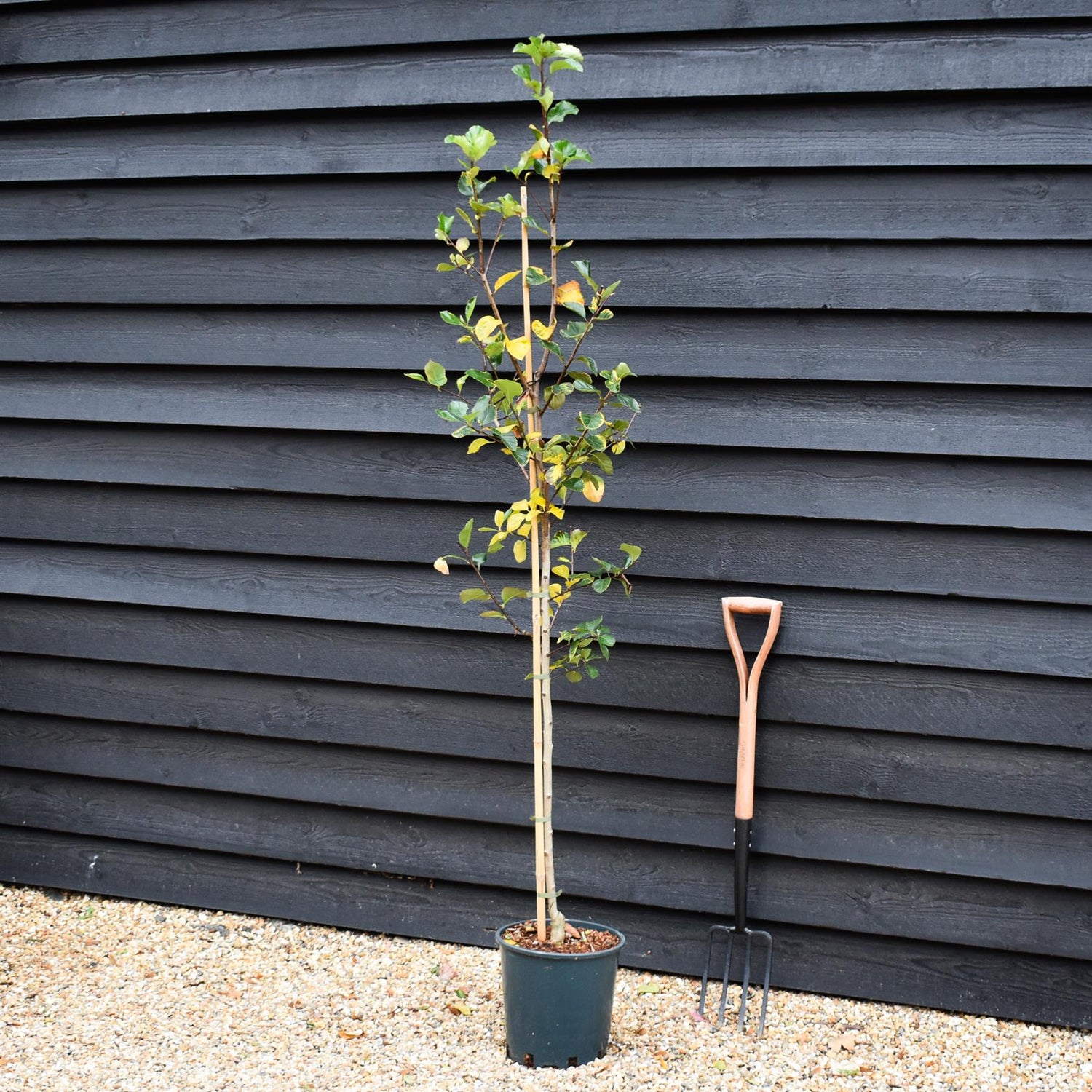 Crataegus Persimilis 'Prunifolia' | Broad-leaved Cockspur Thorn - Height 100-120cm - 12lt