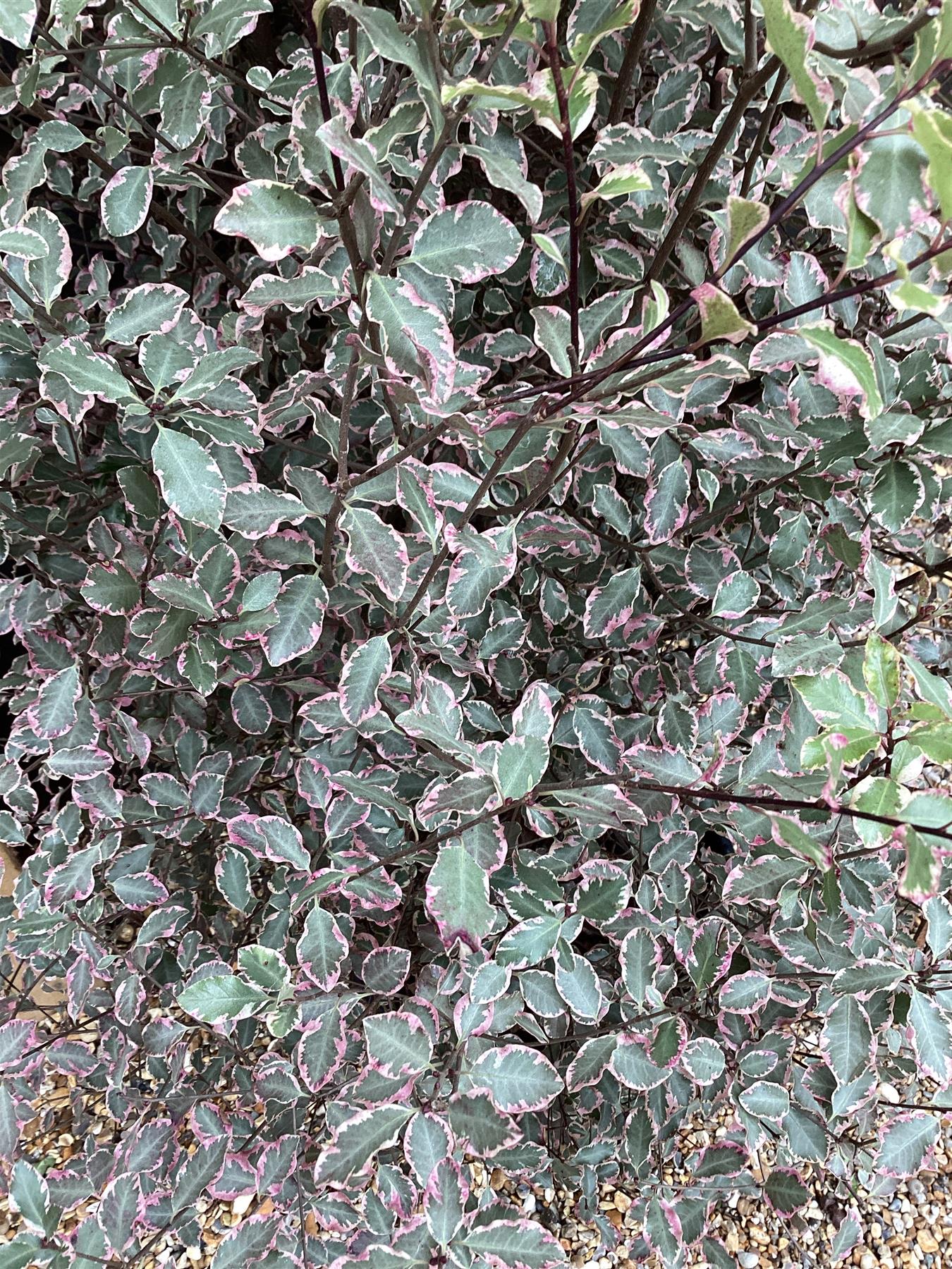 Pittosporum tenuifolium 'Victoria' - 160-180cm - 25lt