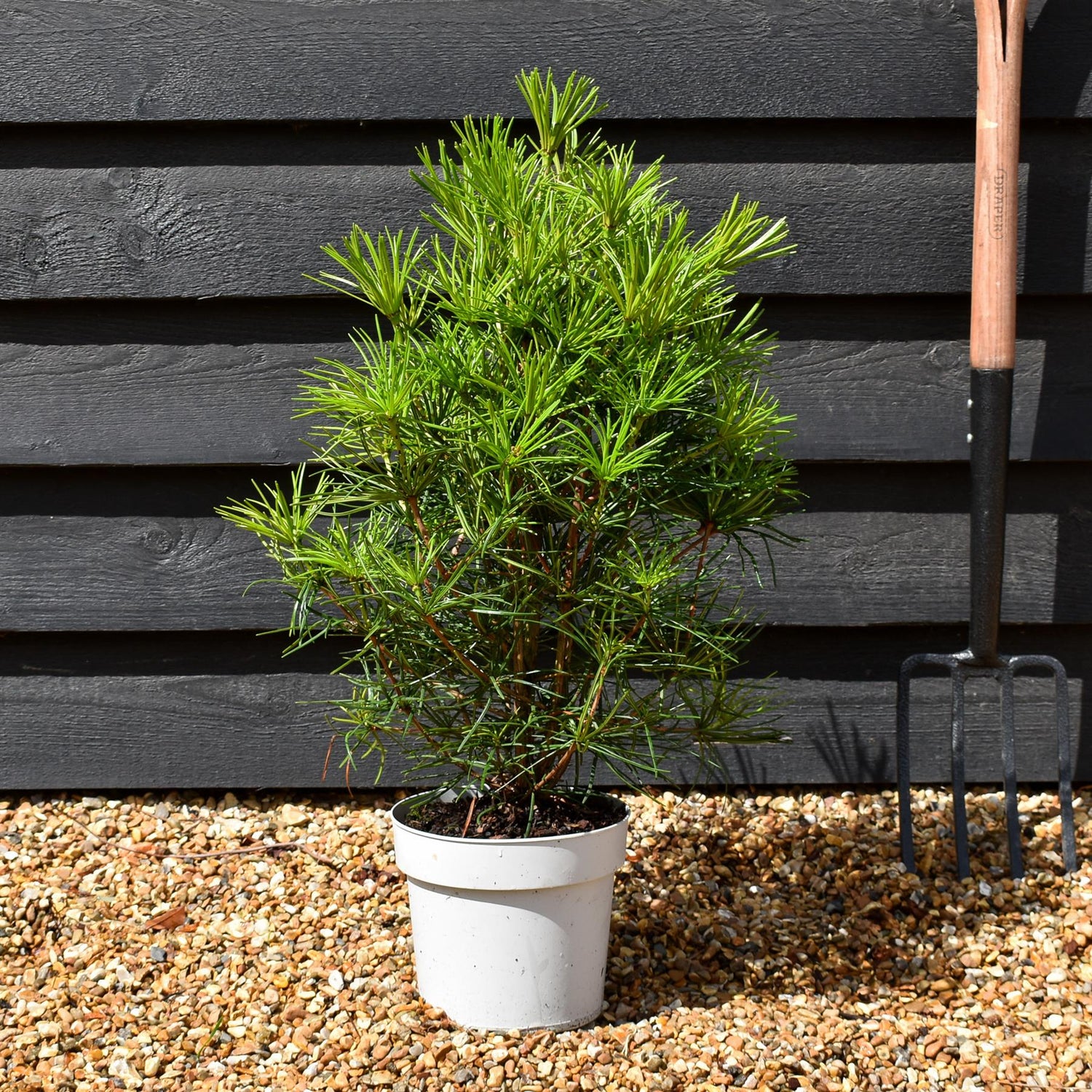 Sciadopitys Verticillata | Japanese umbrella tree - Height 50-60cm - 3lt