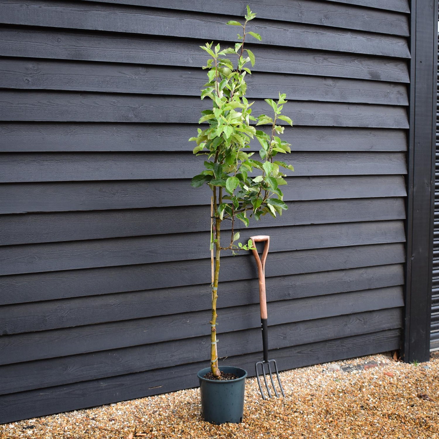 Apple tree 'Katy' | Malus domestica - MM106 - Semi-Dwarfing - 140-150cm - 10lt