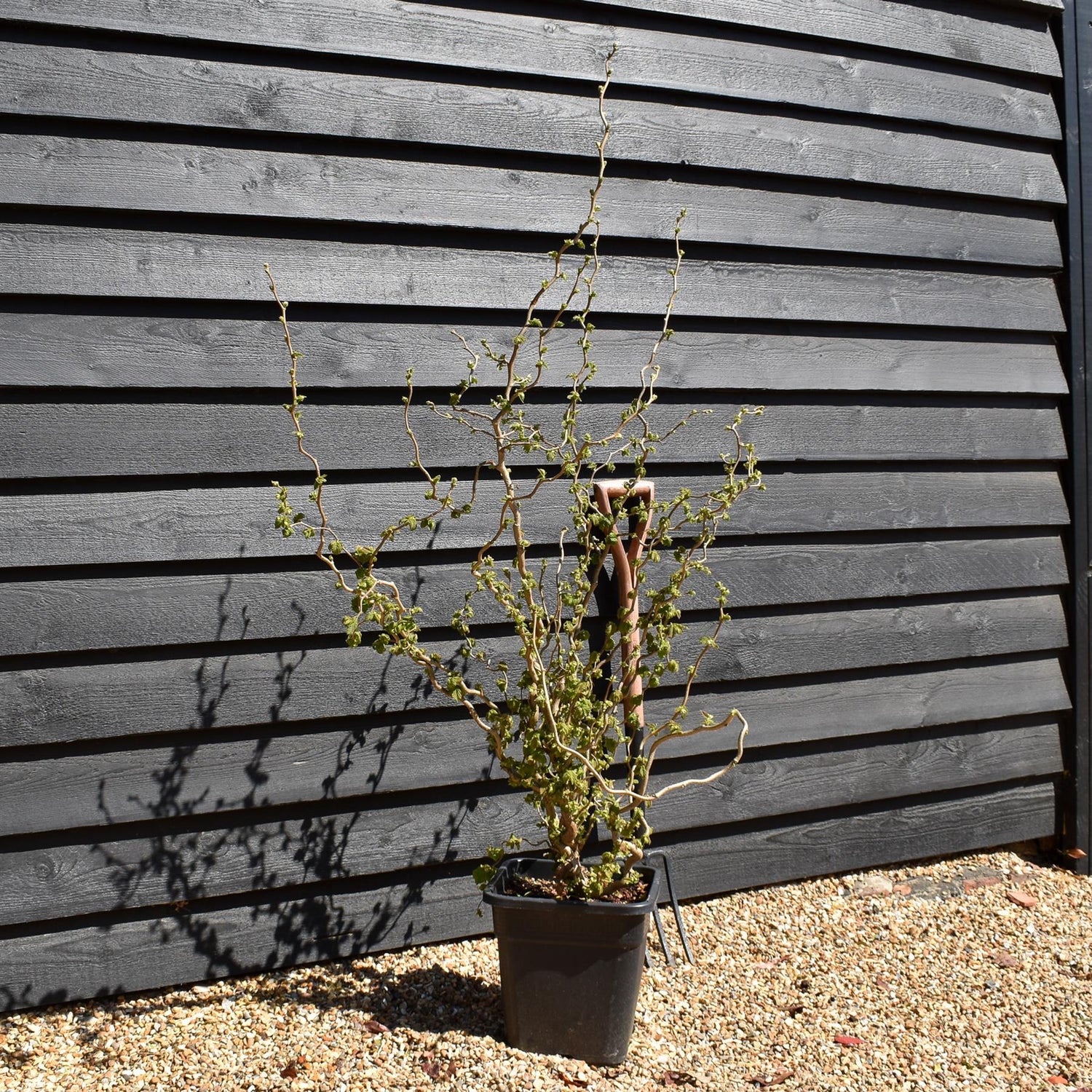Corylus avellana 'Twister' | Corkscrew Hazel -Shrub - Height 150-160cm - 15lt