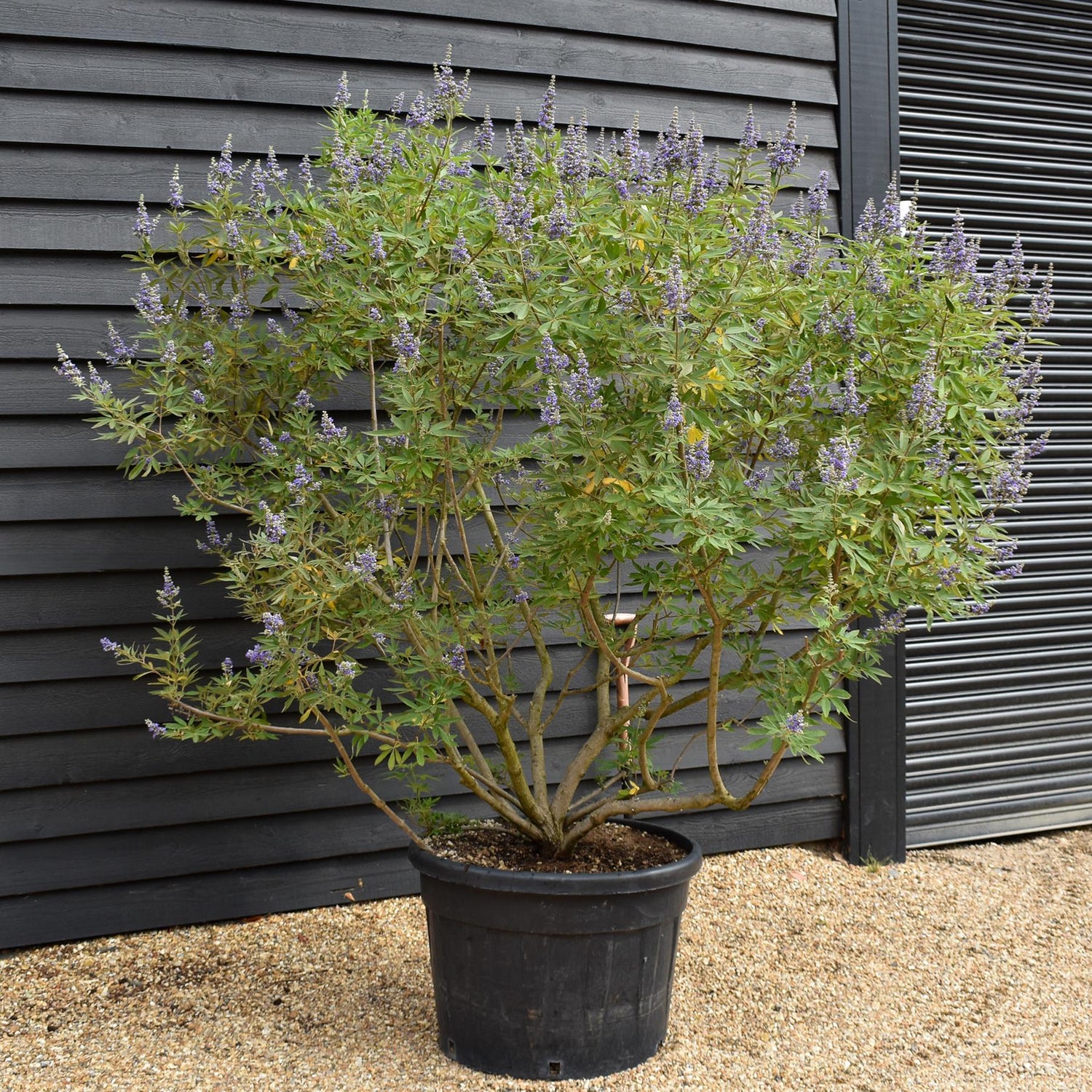Vitex agnus-castus | Chaste tree - Height 180-200cm - 150lt