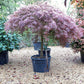 Acer palmatum 'Garnet' | Garnet Japanese Maple - Girth 20cm - Stem 130cm - 180cm - 130lt
