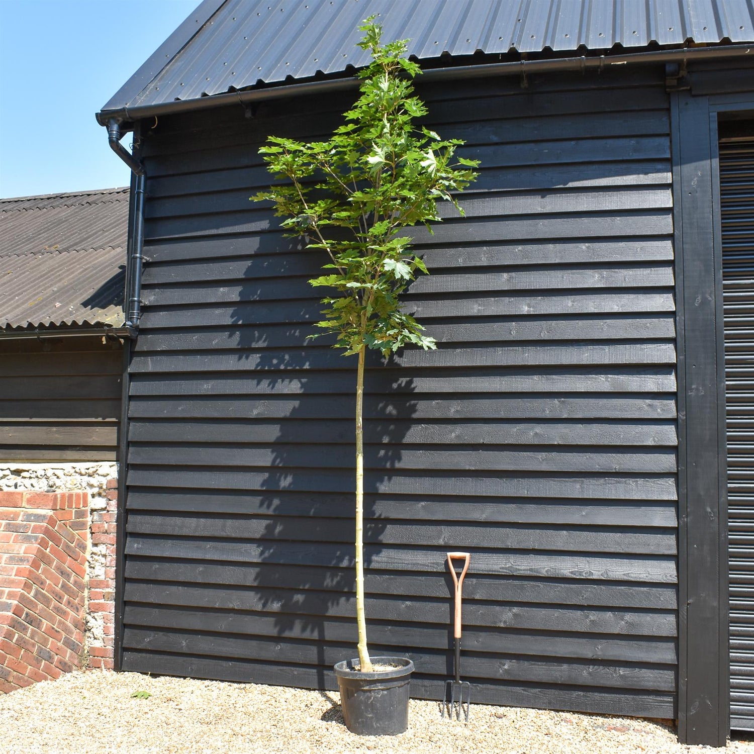 Norway maple 'Emerald Queen' | Acer platanoides - Clear Stem - Height 250-300cm - Girth 8-10cm - 45lt