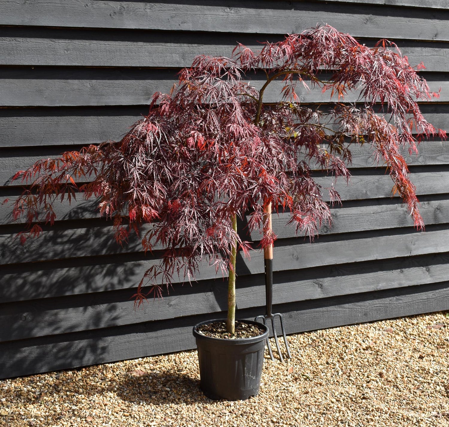Acer palmatum 'Inaba-shidare' | Japanese maple - Bushy - Height 140-170cm - 15lt