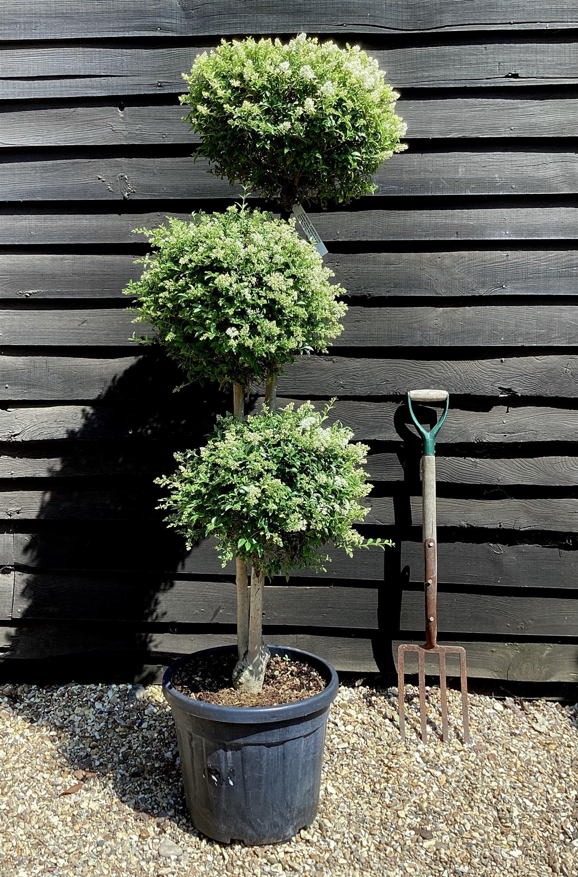 Ligustrum jonandrum | Delavay Privet Topiary Tree Multi Ball - 180-190cm, 35lt