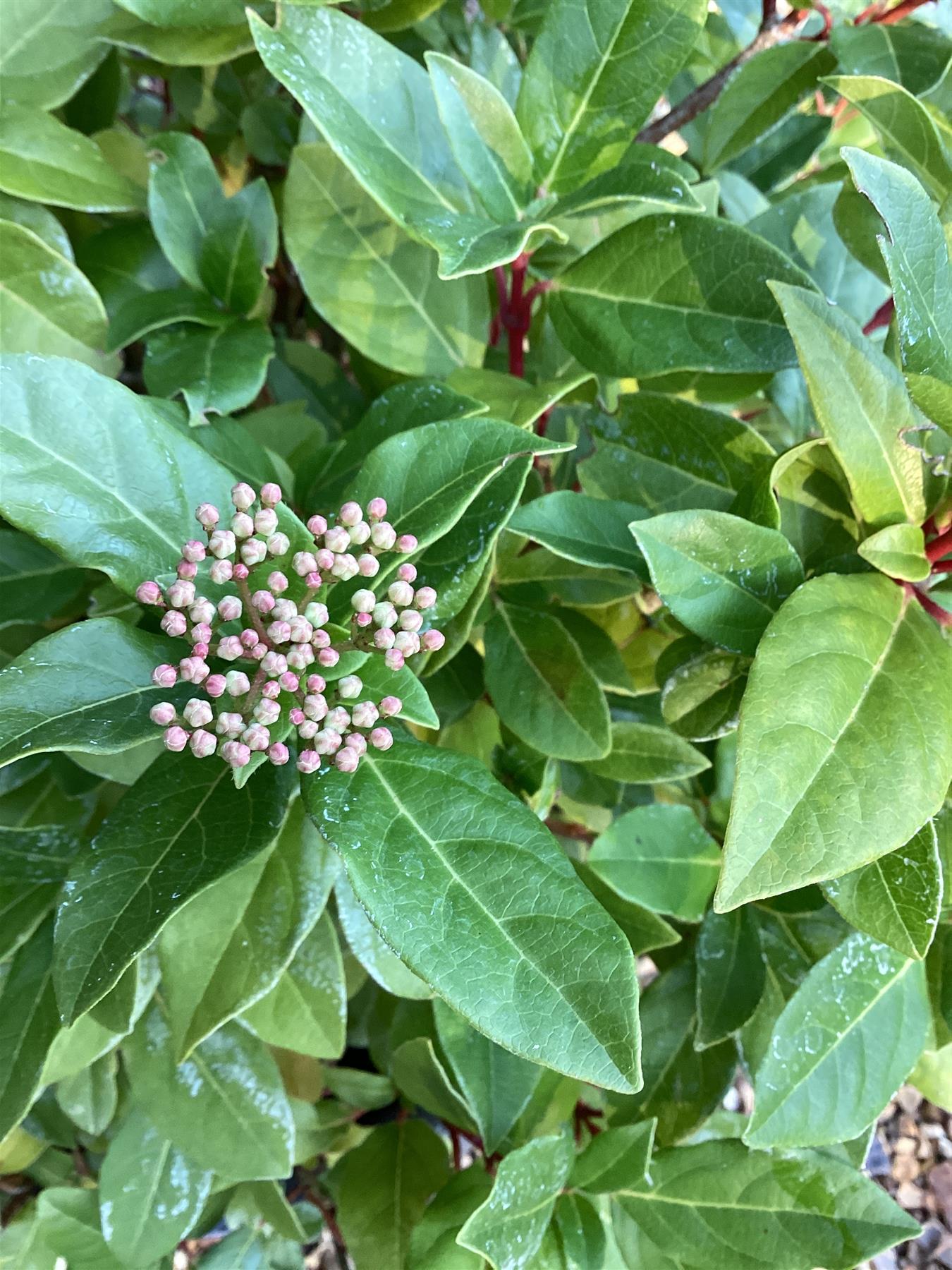 Viburnum tinus |Laurustinus - 40-60cm, 20lt