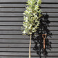 Sorbus aria 'Lutescens' | Mountain Ash ‘Lutescens’ - 200-250cm, 10lt