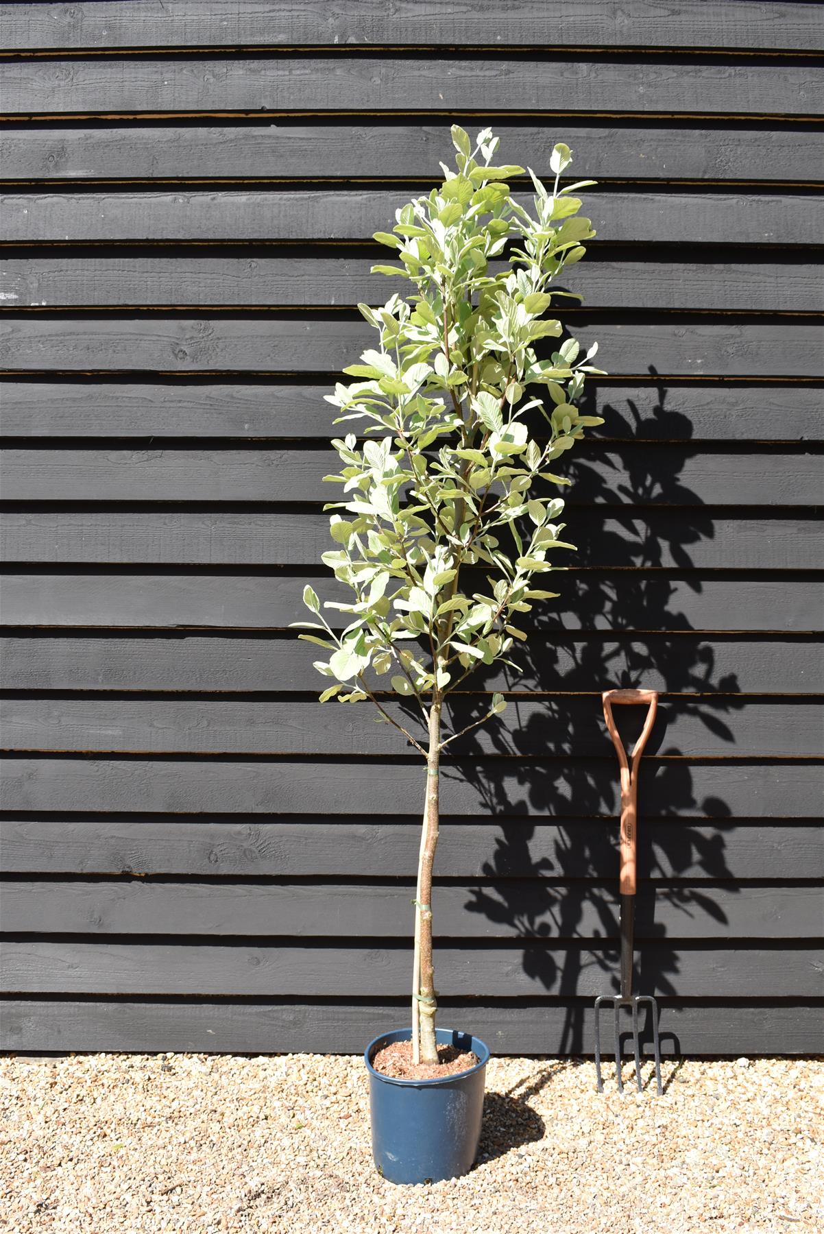 Sorbus aria 'Lutescens' | Mountain Ash ‘Lutescens’ - Height 140-220cm - 12lt
